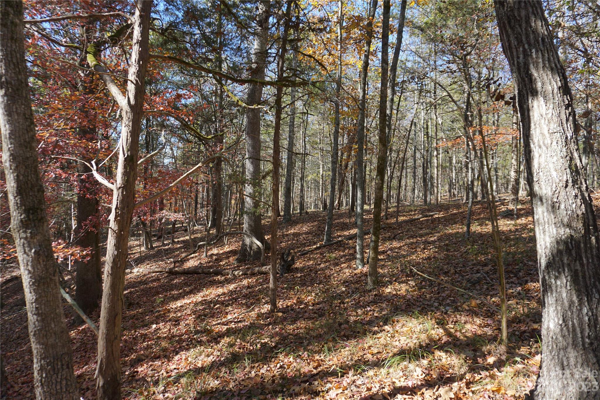 27-ac Bonner Horton Road Sharon, SC 29742 - Photo 9 of 26 a view of outdoor space