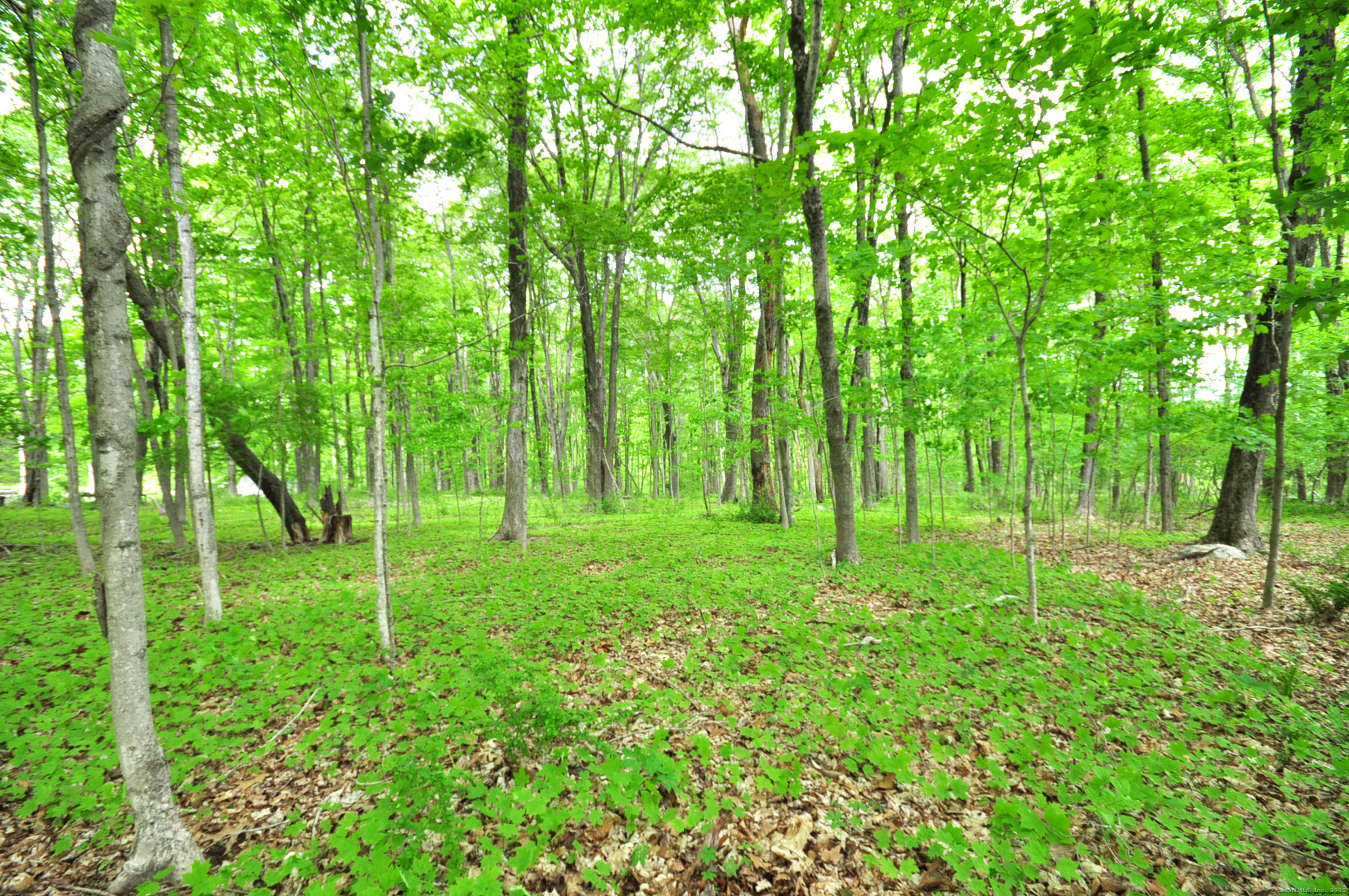 30 Chestnut Hill Road Killingworth, CT 06419 - Photo 10 of 38 a view of a lush green forest