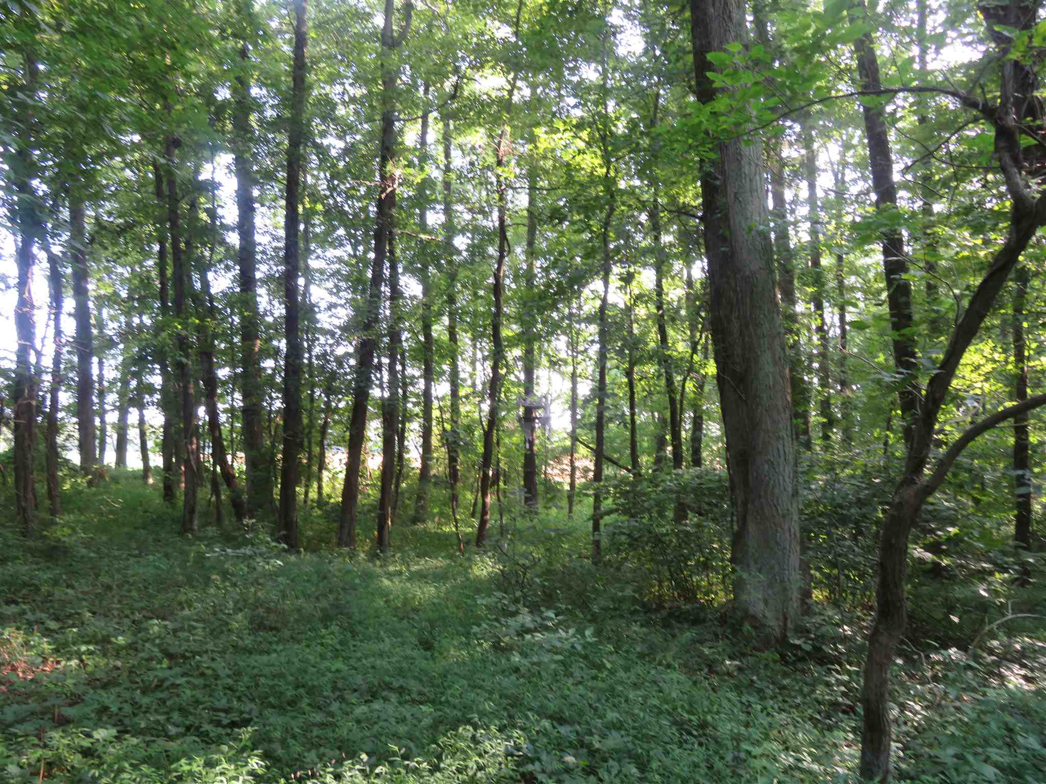 0 Wallace Fork Road Dale, IN 47523 - Photo 16 of 23