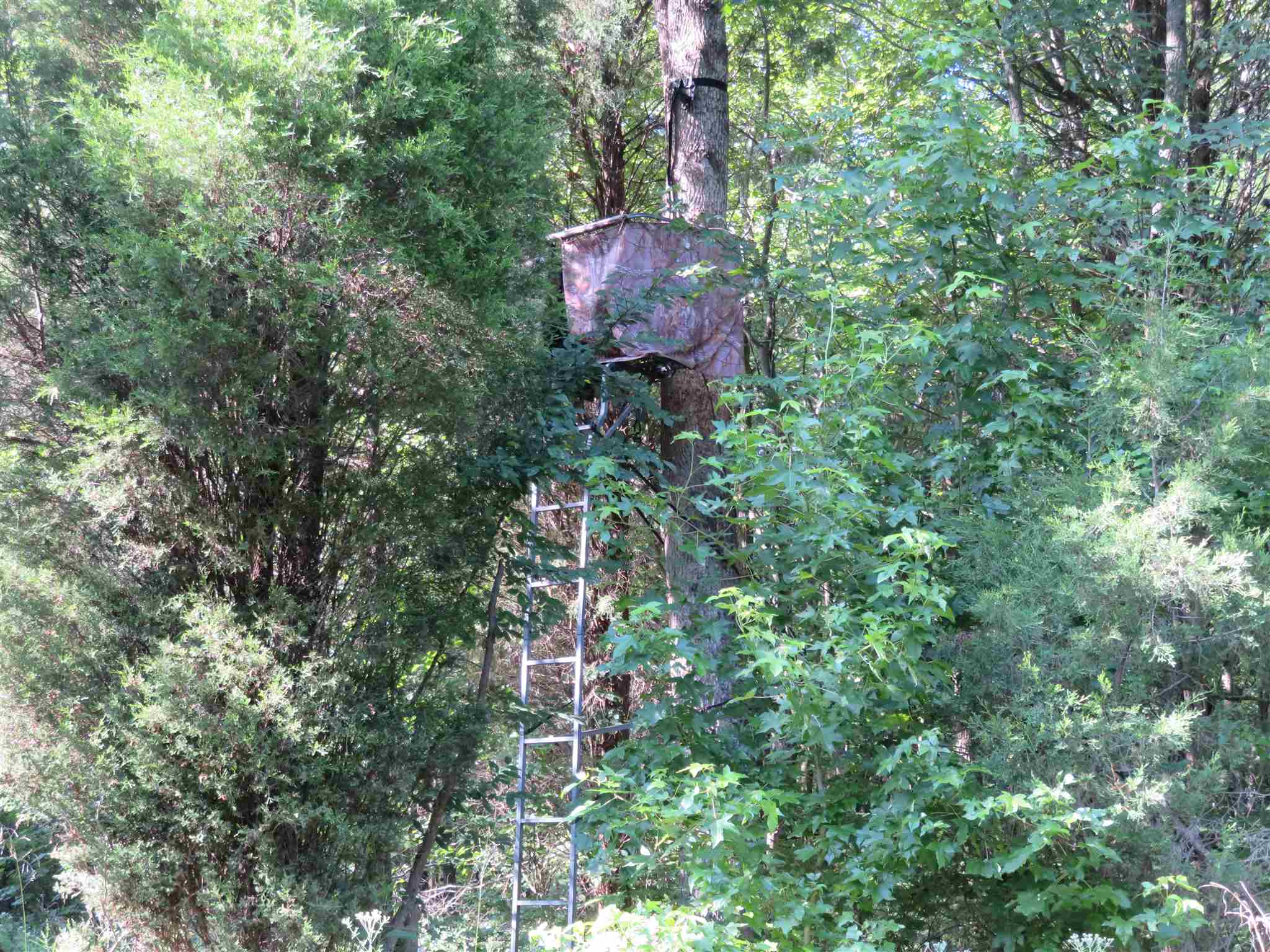 0 Wallace Fork Road Dale, IN 47523 - Photo 4 of 23