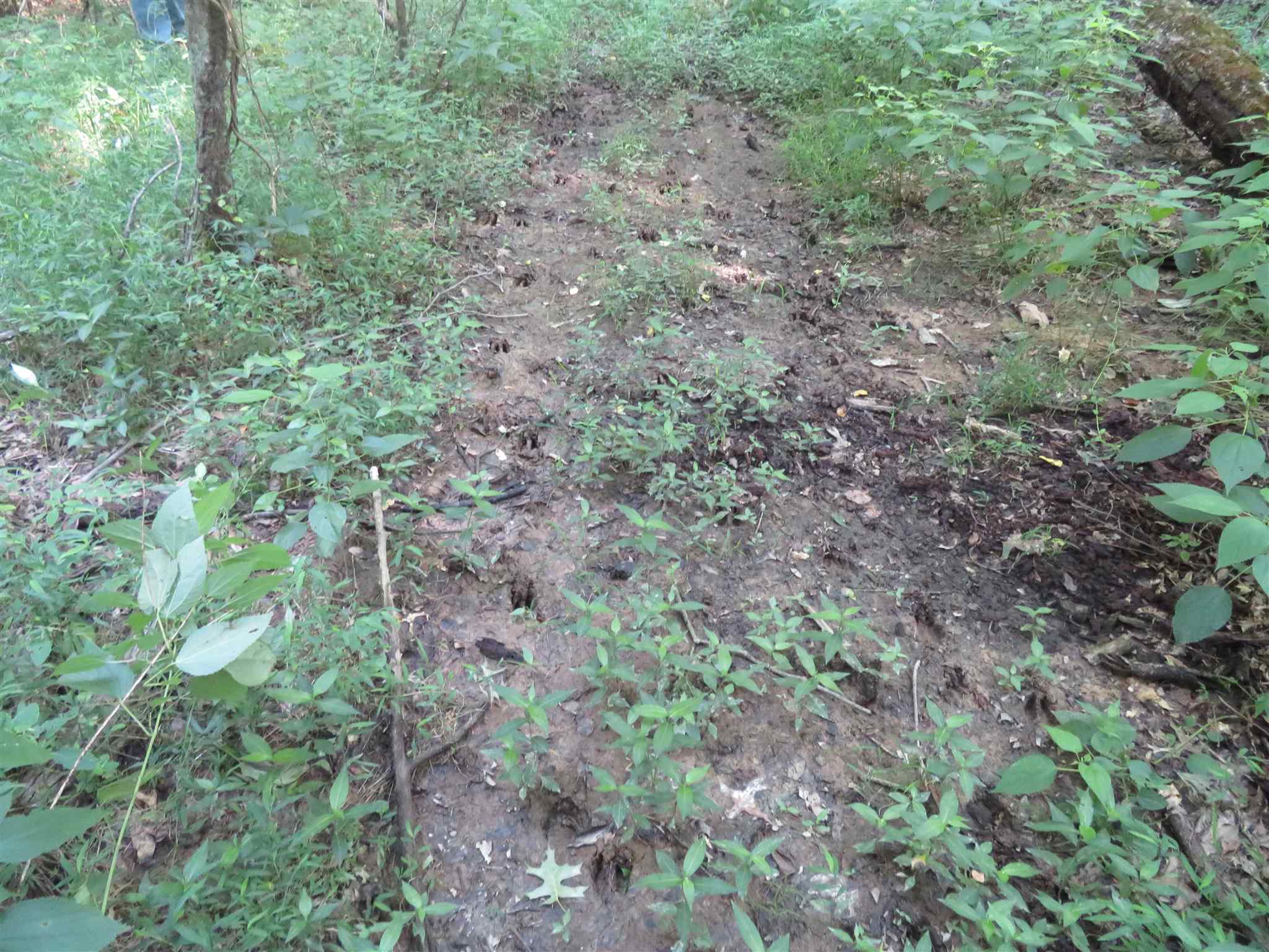 0 Wallace Fork Road Dale, IN 47523 - Photo 6 of 23