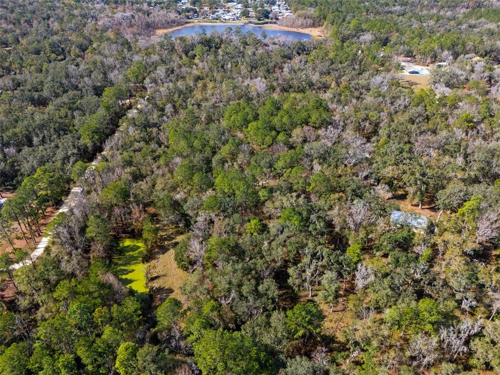 22439 Bull Run Road Brooksville, FL 34602 - Photo 61 of 66 a view of a lush green forest with large trees