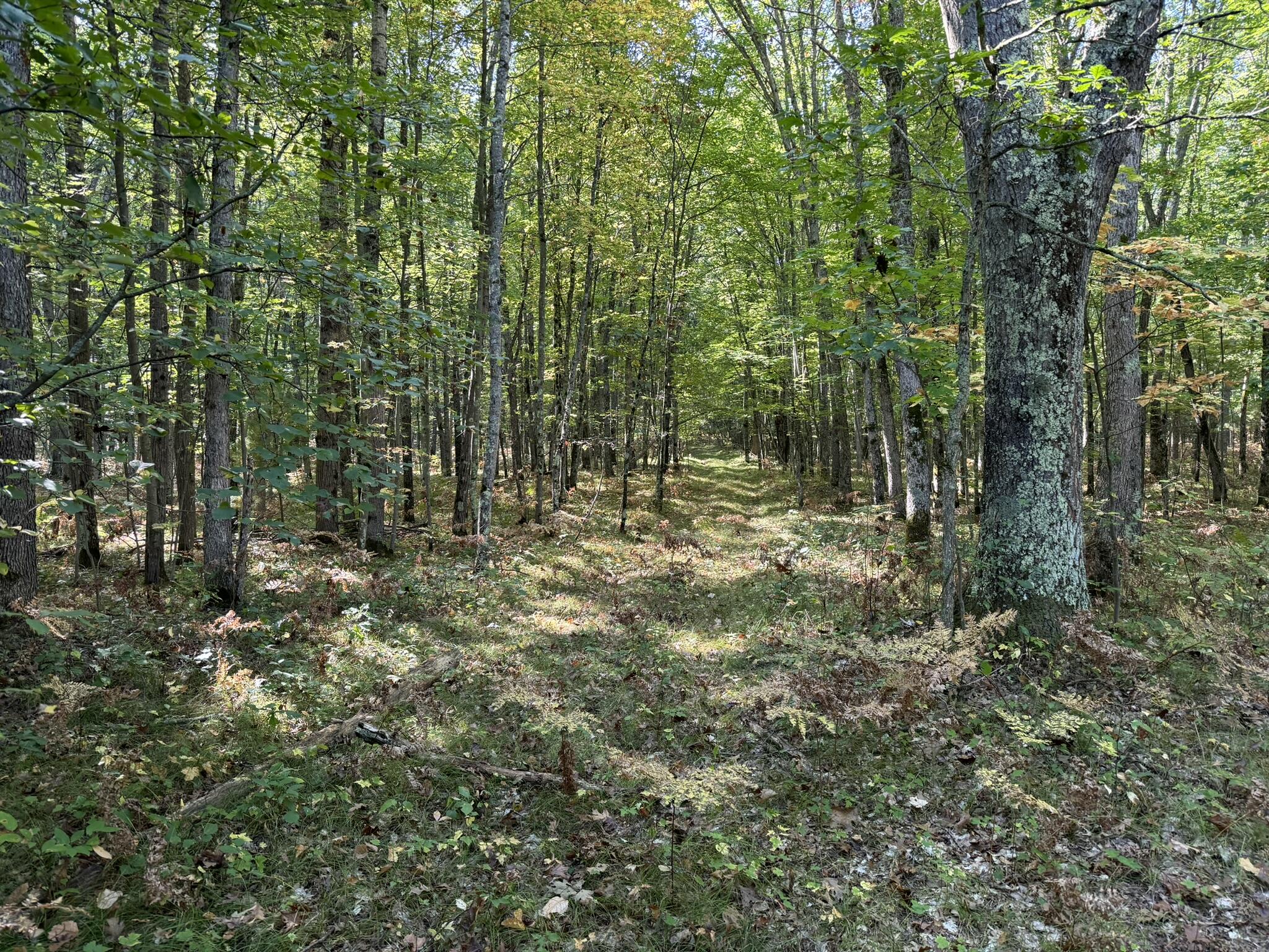 6837 North Lone Elk Road Irons, MI 49644 - Photo 29 of 31 IMG_6366