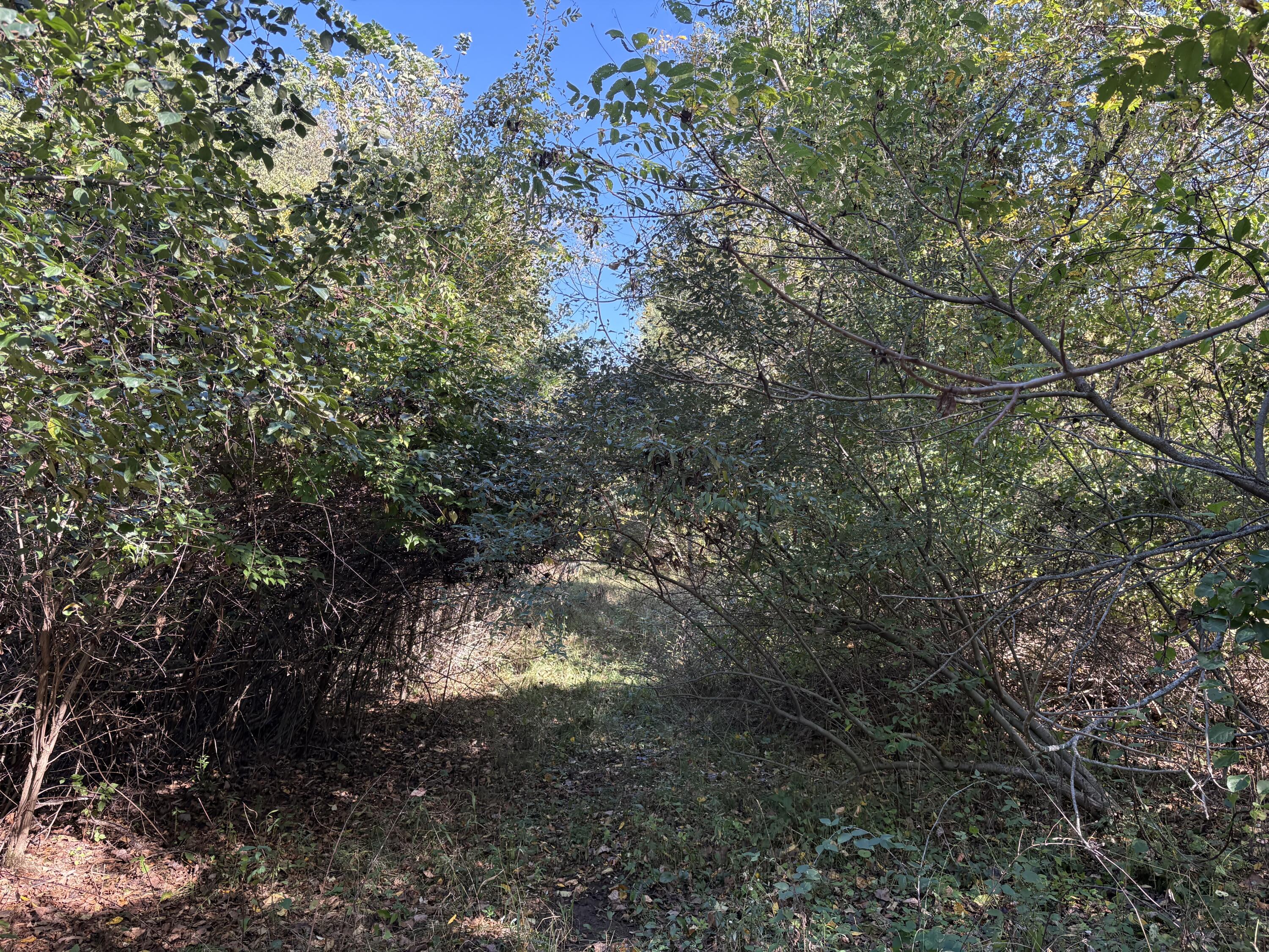 29 Clinton Way Jackson, MI 49201 - Photo 4 of 5 IMG_8272