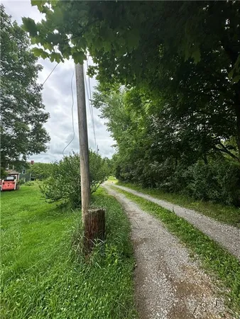 a view of a yard with large tree