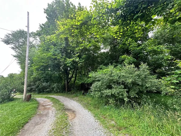 a view of a lush green forest