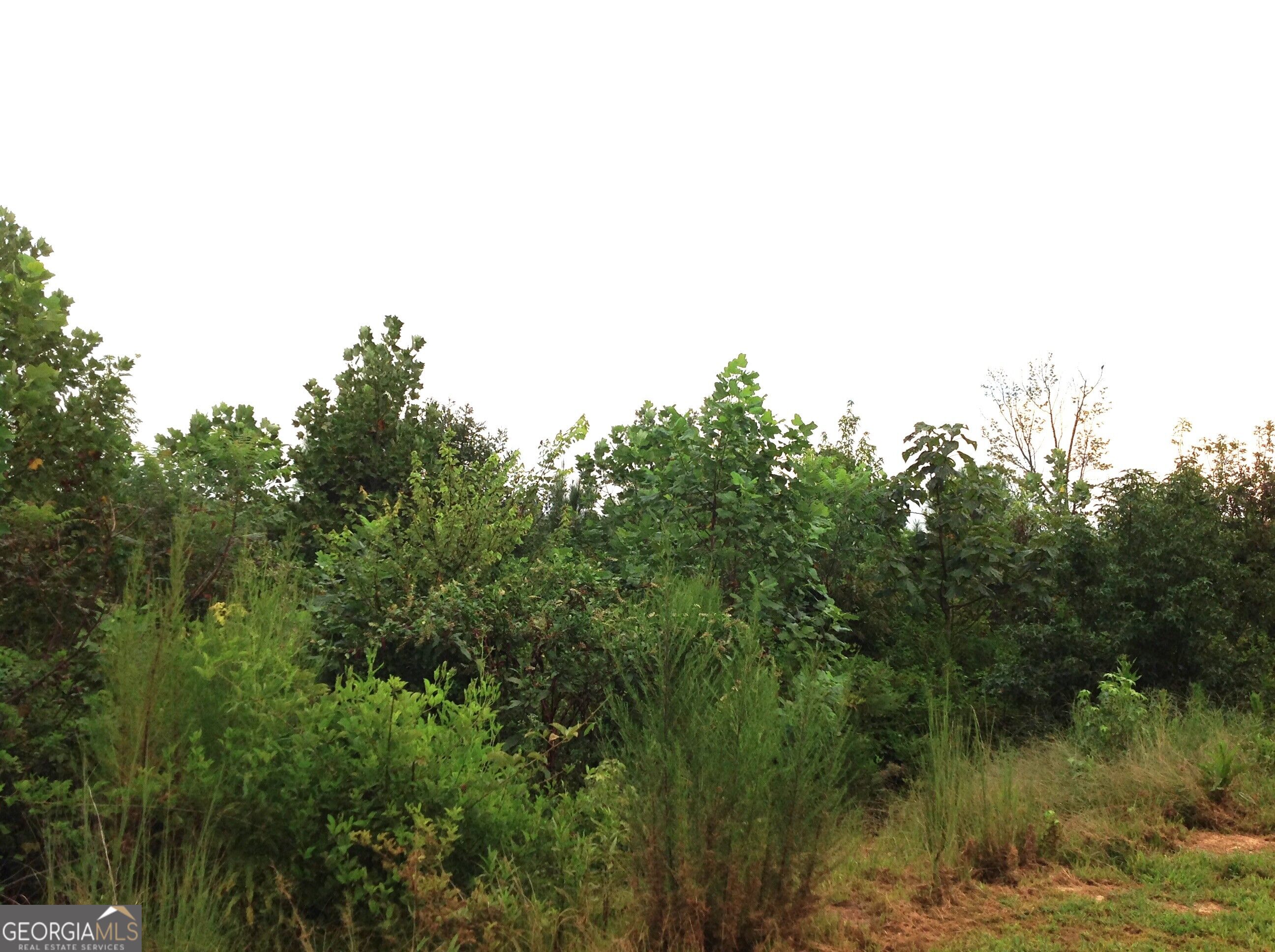0 Co Rd 49 Muscadine, AL 36269 - Photo 7 of 18 Gallery Image 7