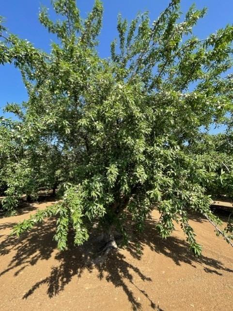 100 Draper Road Gustine, CA 95322 - Photo 5 of 24 a view of a large yard with lots of green space