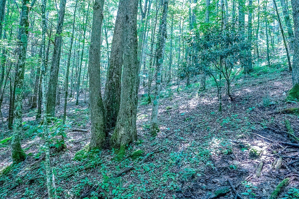 218 Old Mountain Road Banner Elk, NC 28604 - Photo 28 of 34 Gallery Image 28