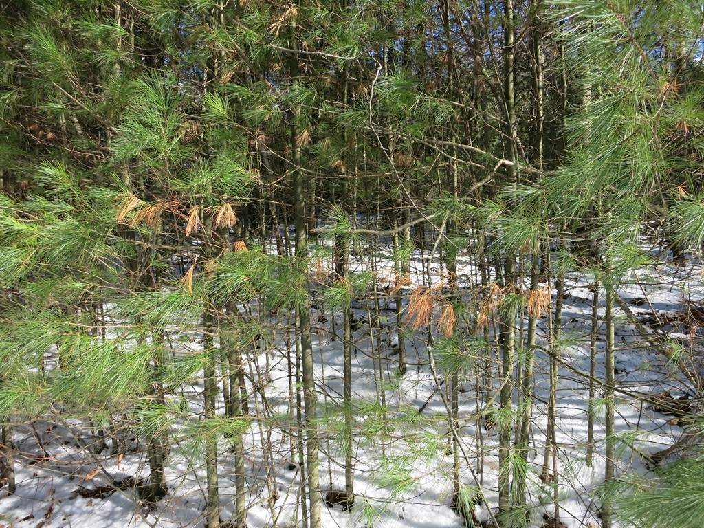 262 Old Warren Road Palmer, MA 01069 - Photo 11 of 12 Gallery Image 11