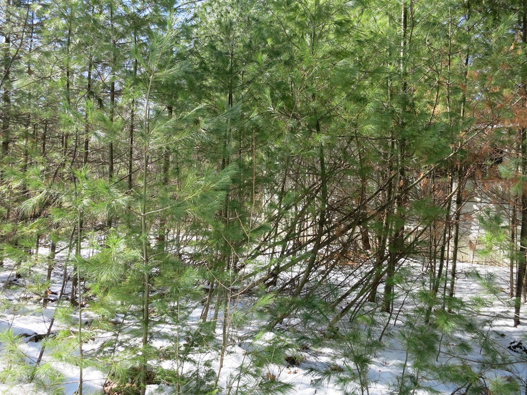 262 Old Warren Road Palmer, MA 01069 - Photo 9 of 12 Gallery Image 9