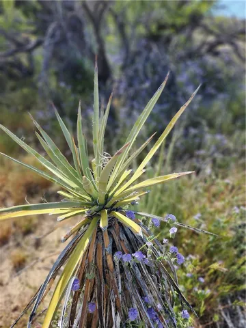 $99,000 | 1 Sun Ter Mountain Center, Mountain Center, CA 92561