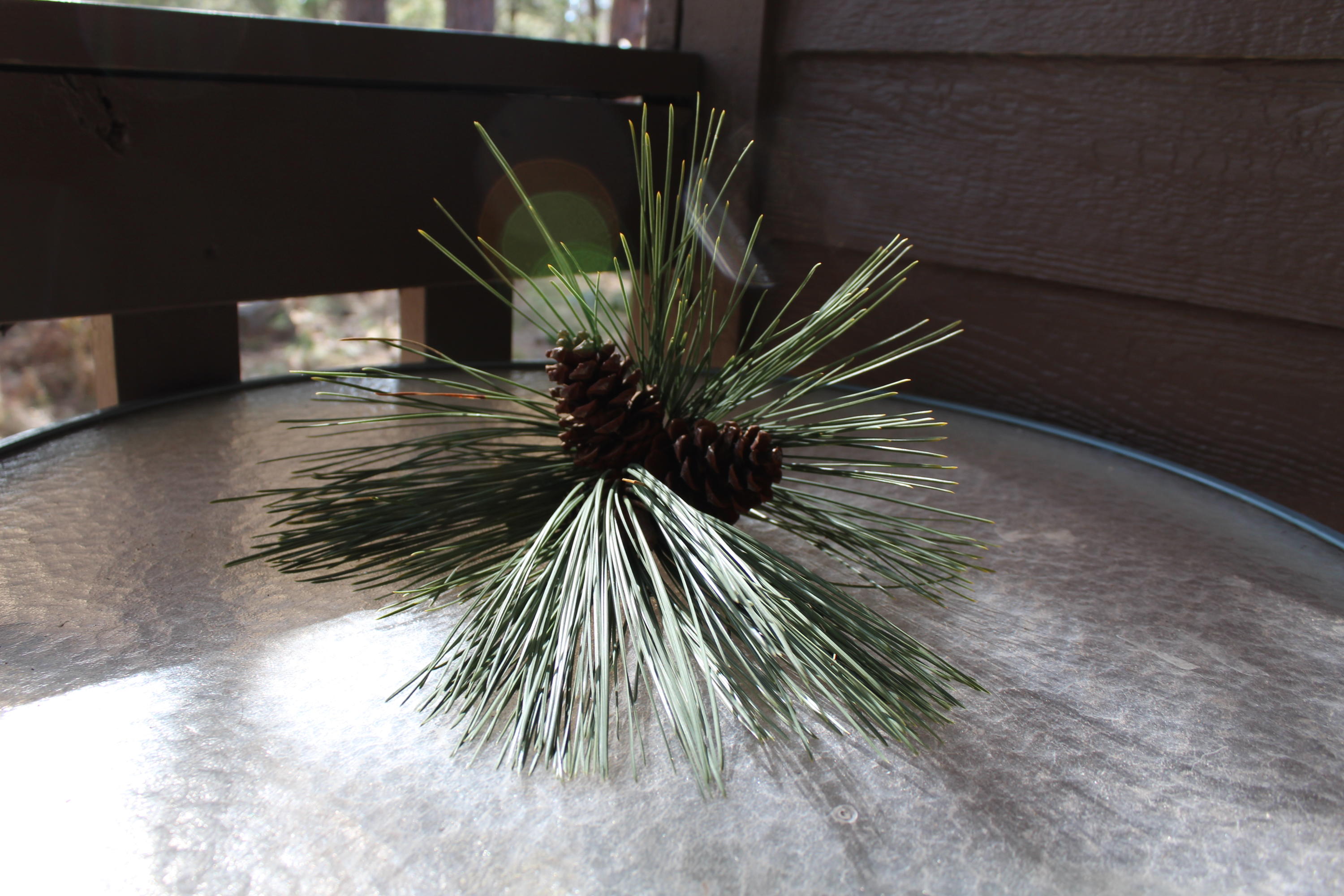 57340-17a Beaver Ridge Loop Sunriver, OR 97707 - Photo 18 of 21 a close up of a potted plant on a table