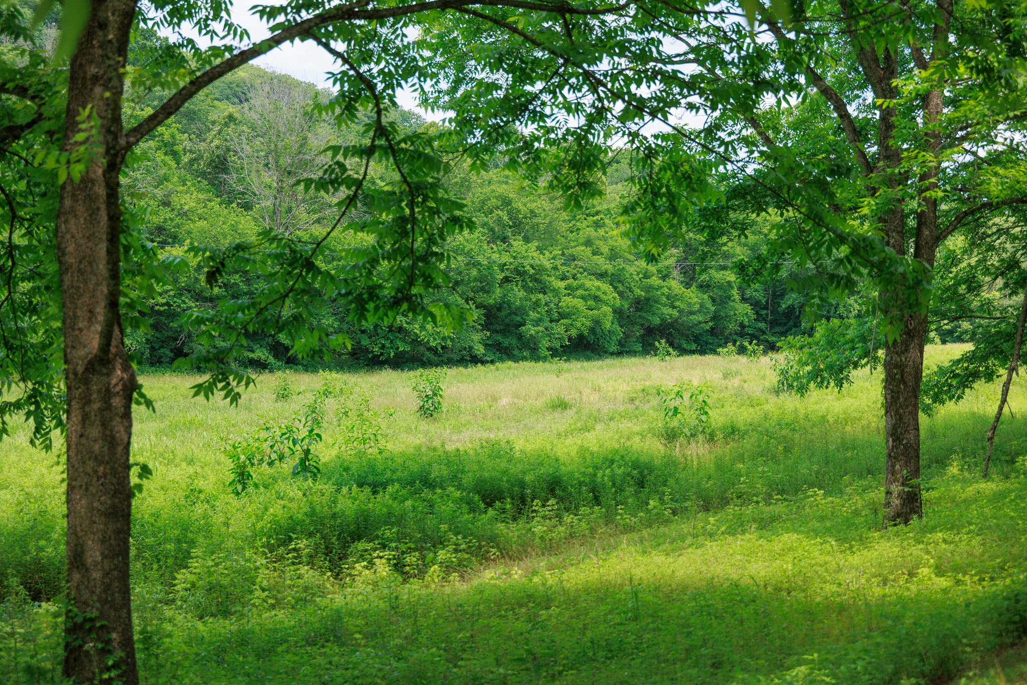 582 Cedar Bend Road Beechgrove, TN 37018 - Photo 10 of 32