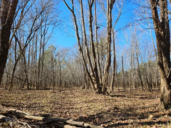 a view of a forest with trees in the background