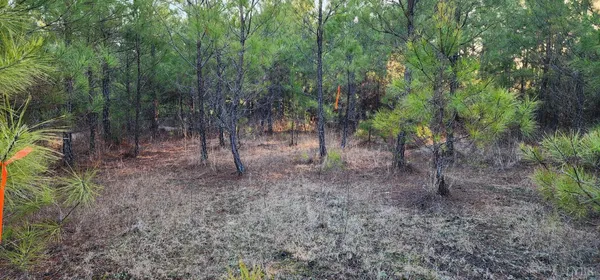 a view of forest
