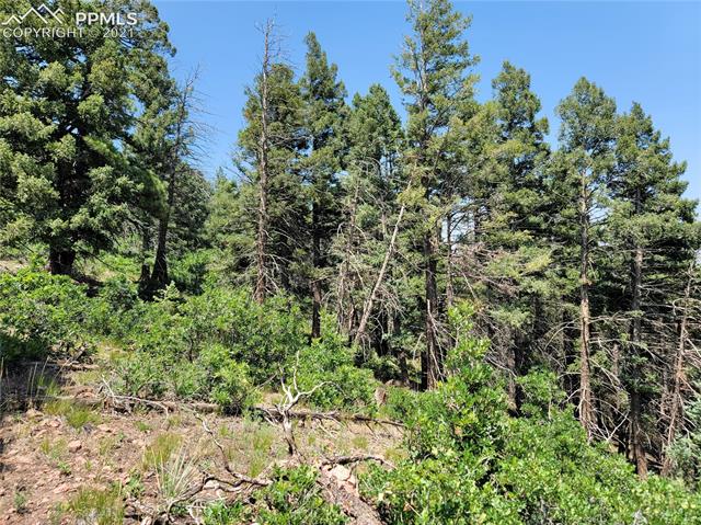13220 Deer Ridge Way Larkspur, CO 80118 - Photo 5 of 8 Gallery Image 5