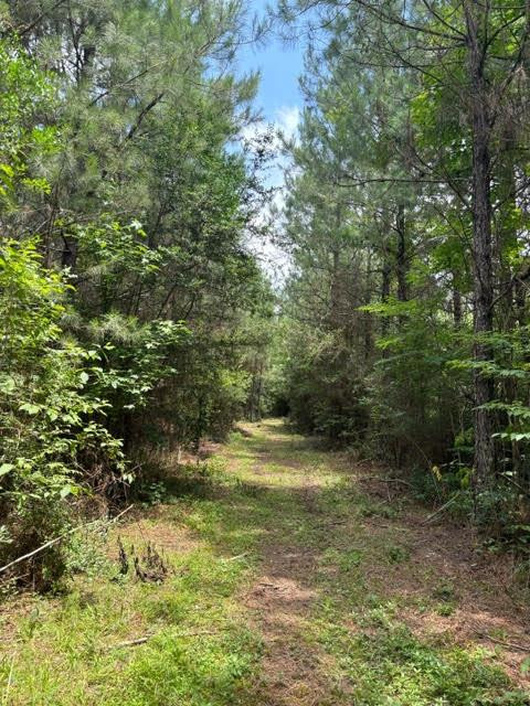 0 East Lewiston Road Kentwood, LA 70444 - Photo 16 of 26 Photo 17