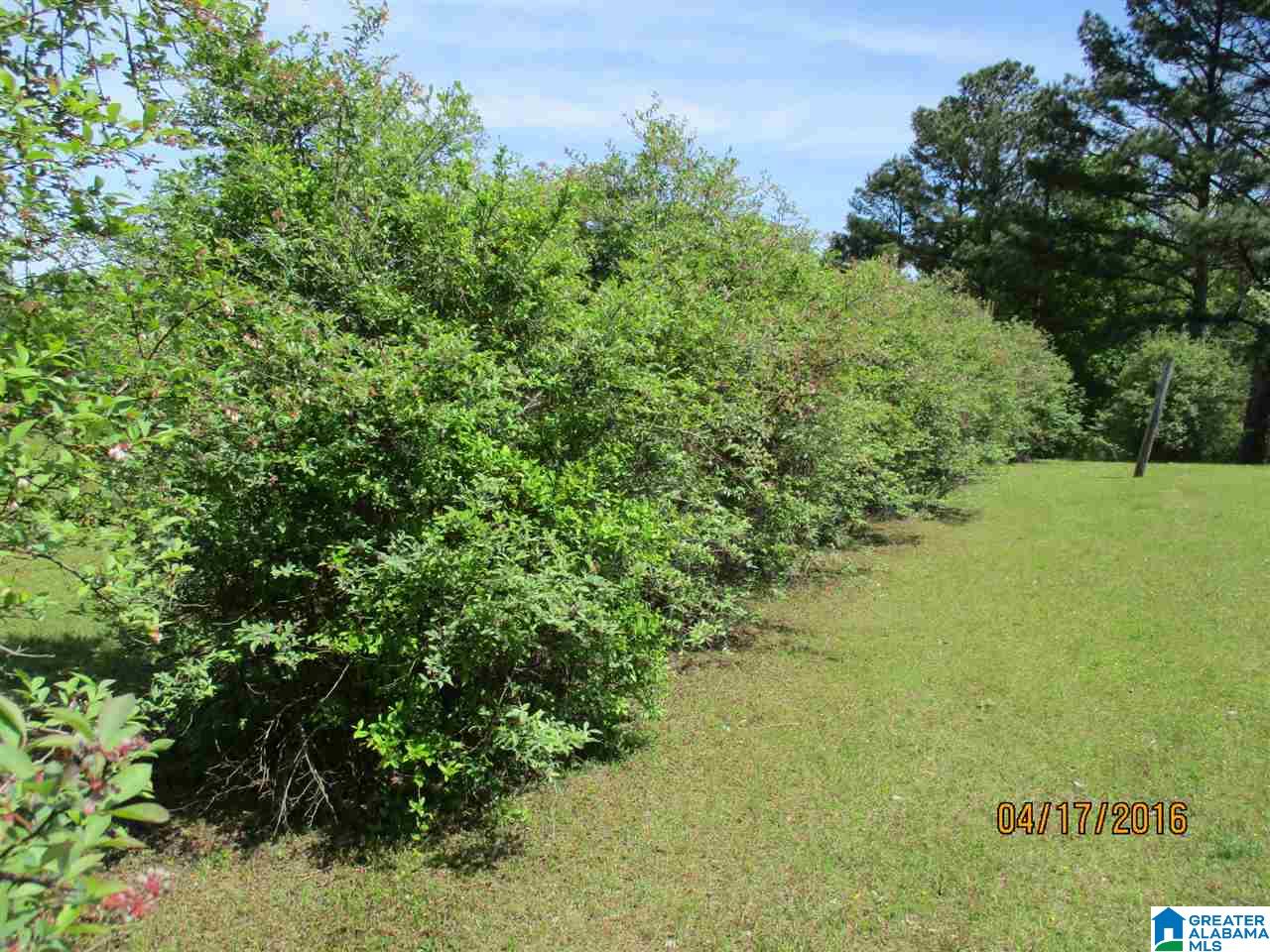 2253 Cliff Springs Road Oneonta, AL 35121 - Photo 23 of 50 Gallery Image 23