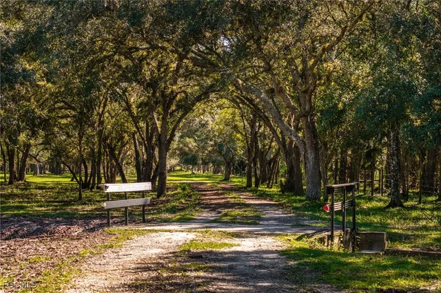a view of park with large trees