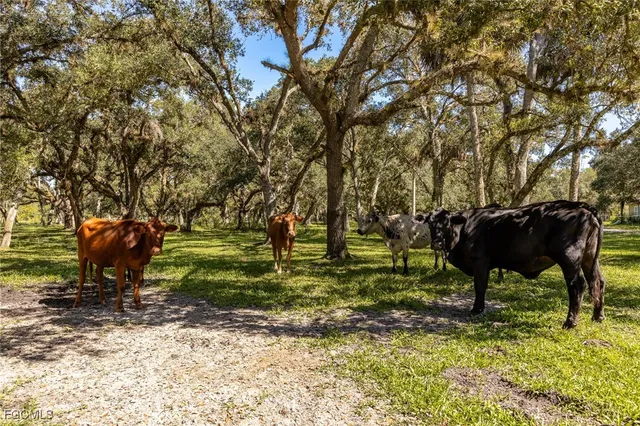 an aerial view of a house with swimming pool and large trees