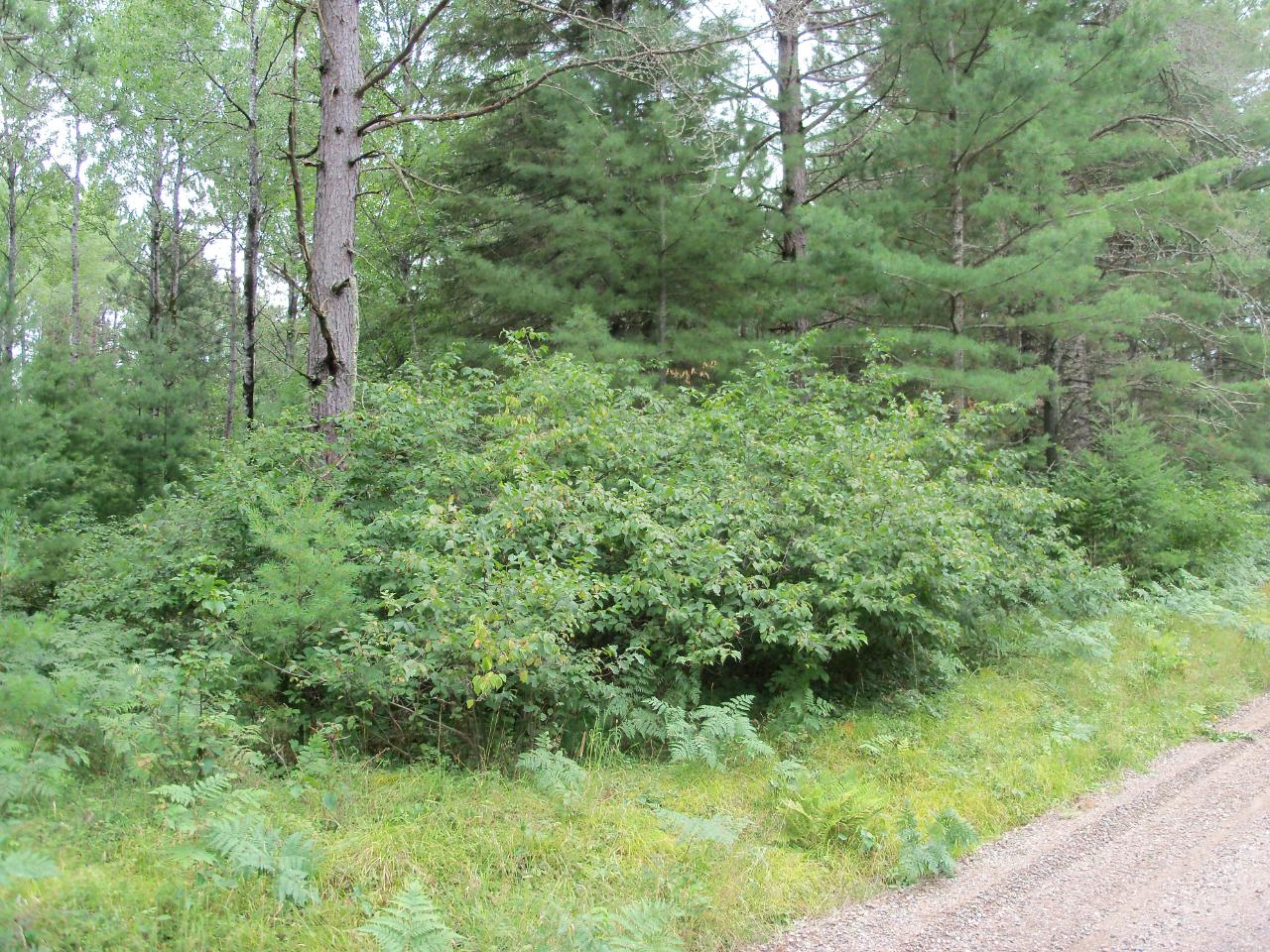 Ca-485-1 Pine Square Road Tomahawk, WI 54487 - Photo 4 of 13 Gallery Image 4