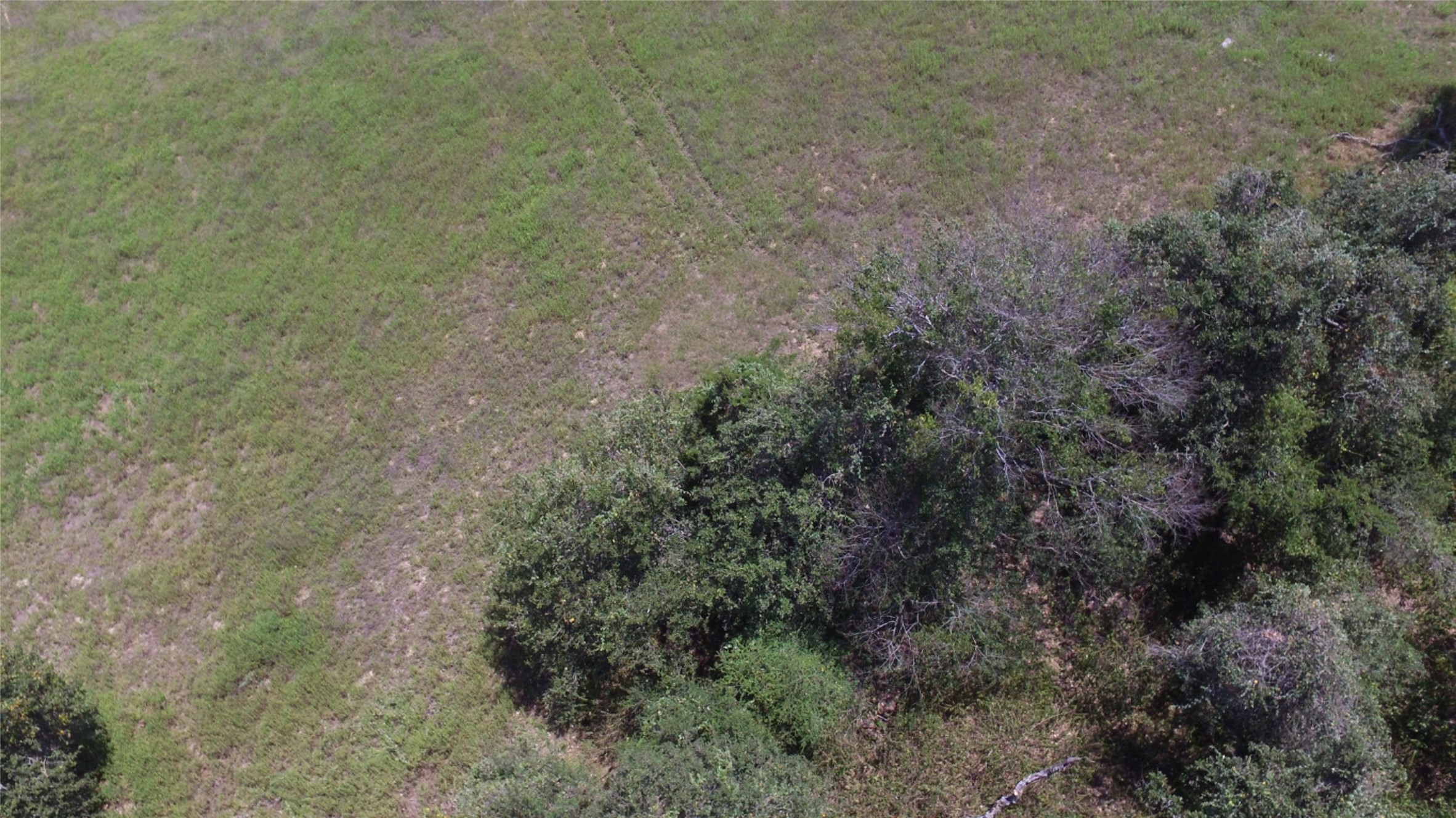 0 County Road 238 Road Cameron, TX 76520 - Photo 9 of 21 A verdant, sprawling landscape with a mix of open grassy areas and dense, mature tree coverage.