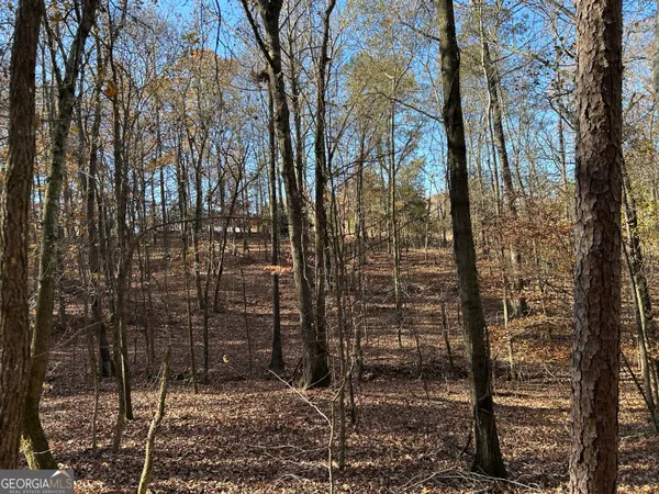a view of a forest