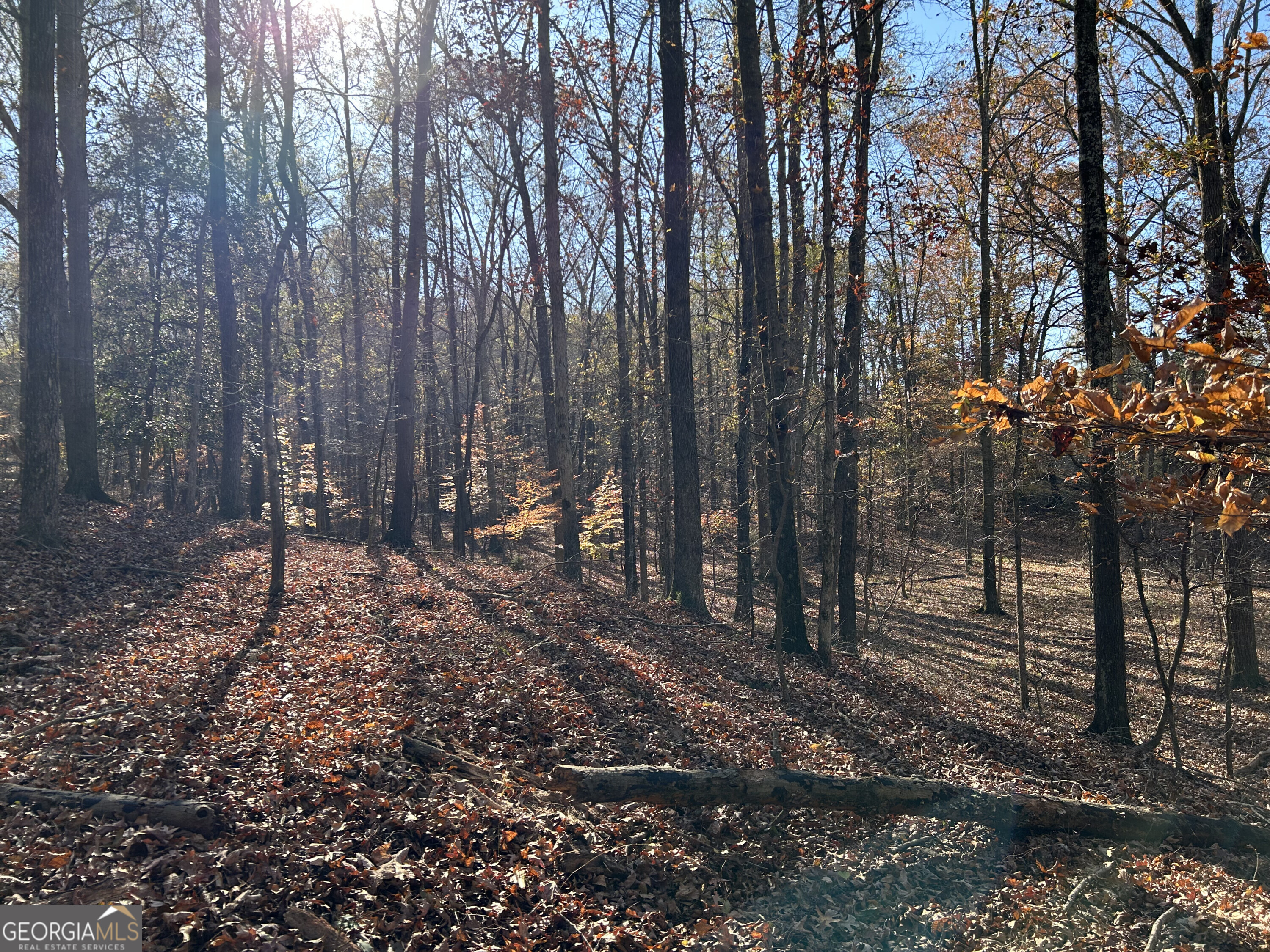 0 Dove Hill Road Royston, GA 30662 - Photo 16 of 19 a view of outdoor space with lots of trees