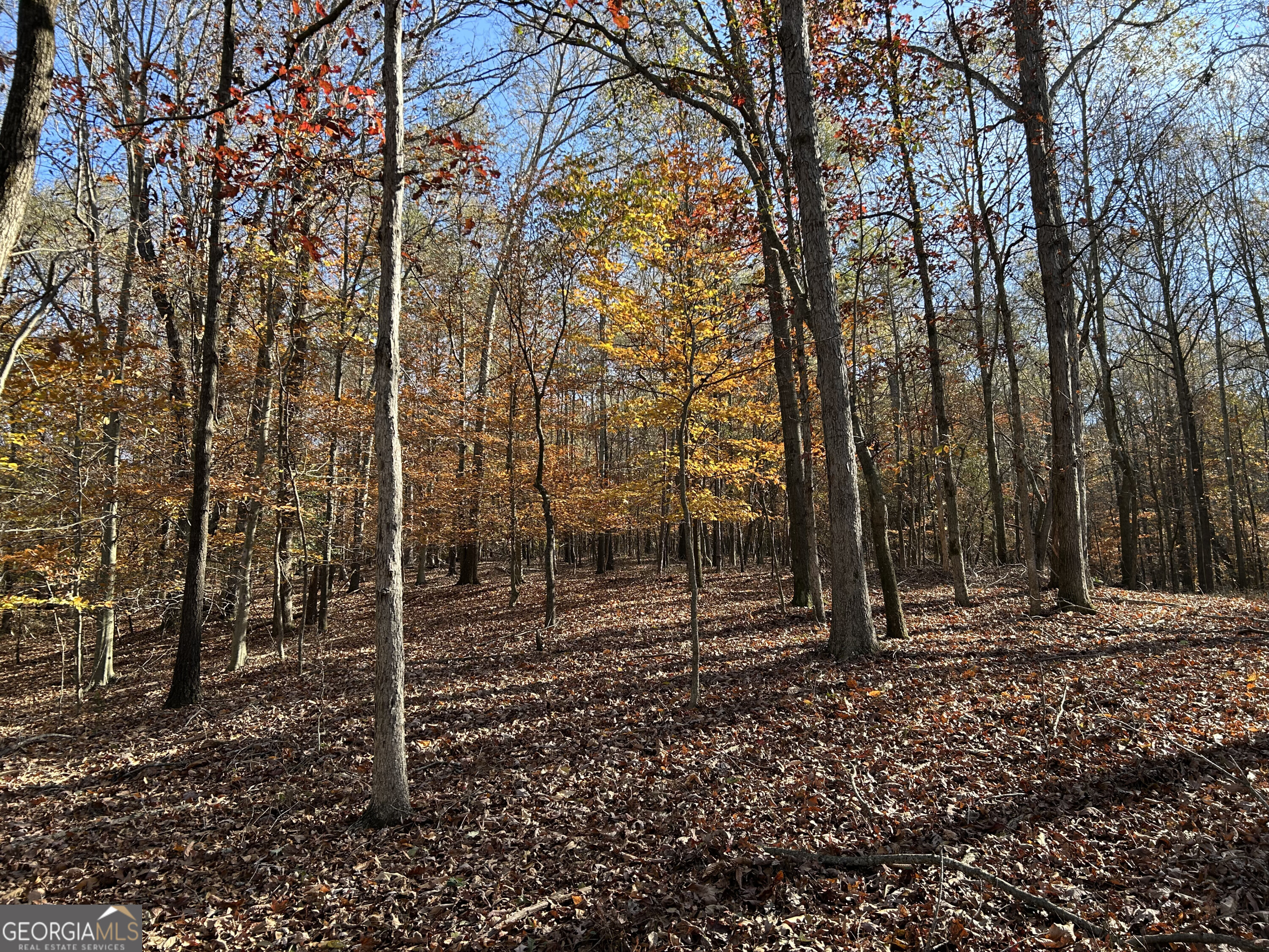 0 Dove Hill Road Royston, GA 30662 - Photo 17 of 19 a view of outdoor space with trees