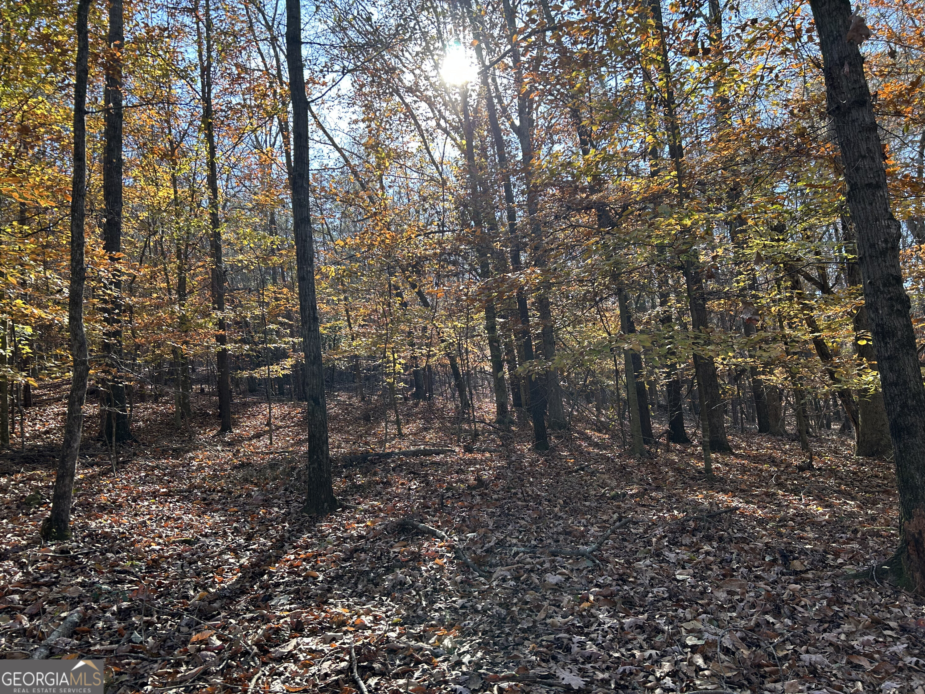 0 Dove Hill Road Royston, GA 30662 - Photo 3 of 19 a view of a forest with trees