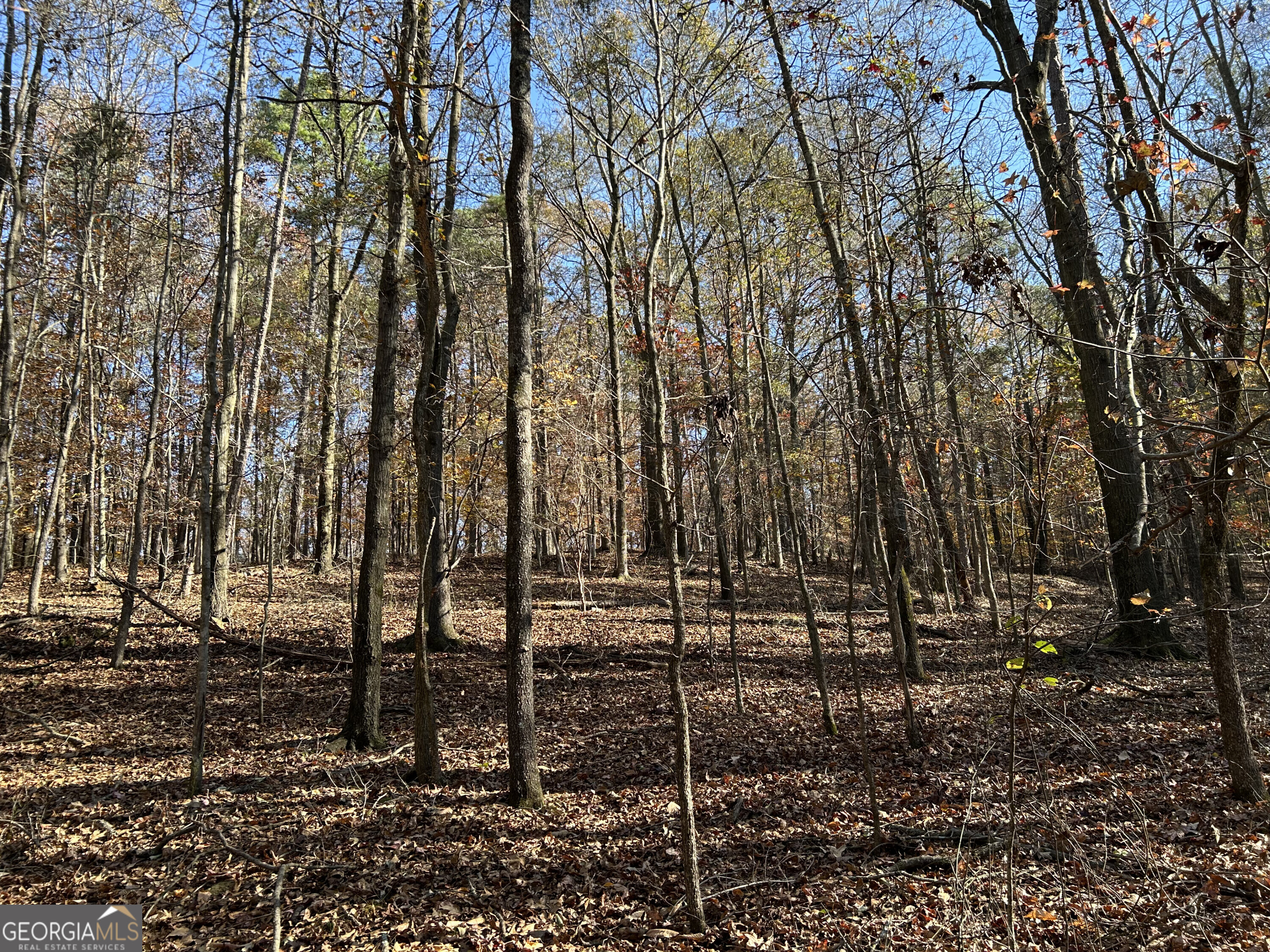 0 Dove Hill Road Royston, GA 30662 - Photo 5 of 19 a view of a backyard