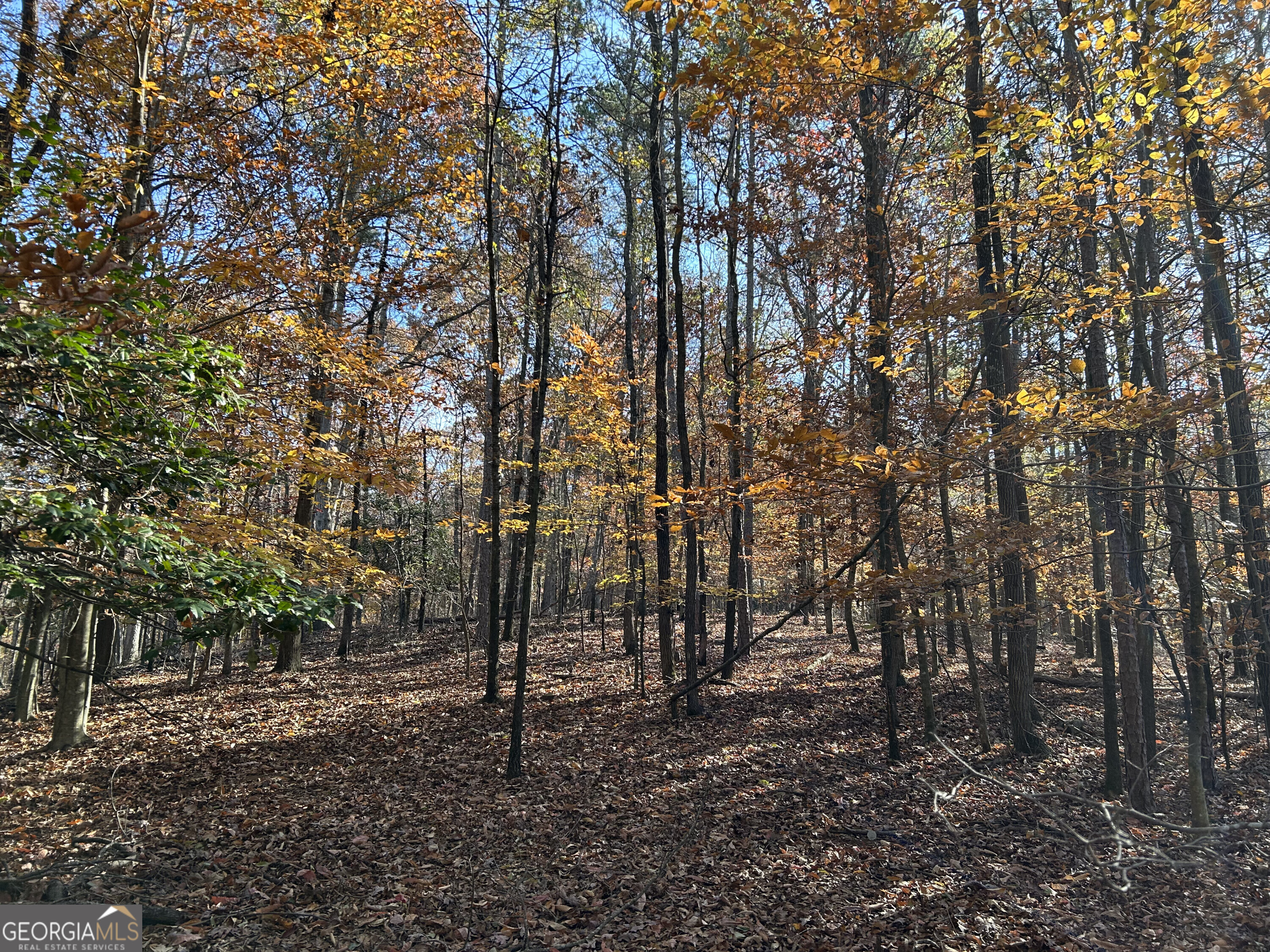 0 Dove Hill Road Royston, GA 30662 - Photo 6 of 19 a backyard of a house with lots of green space