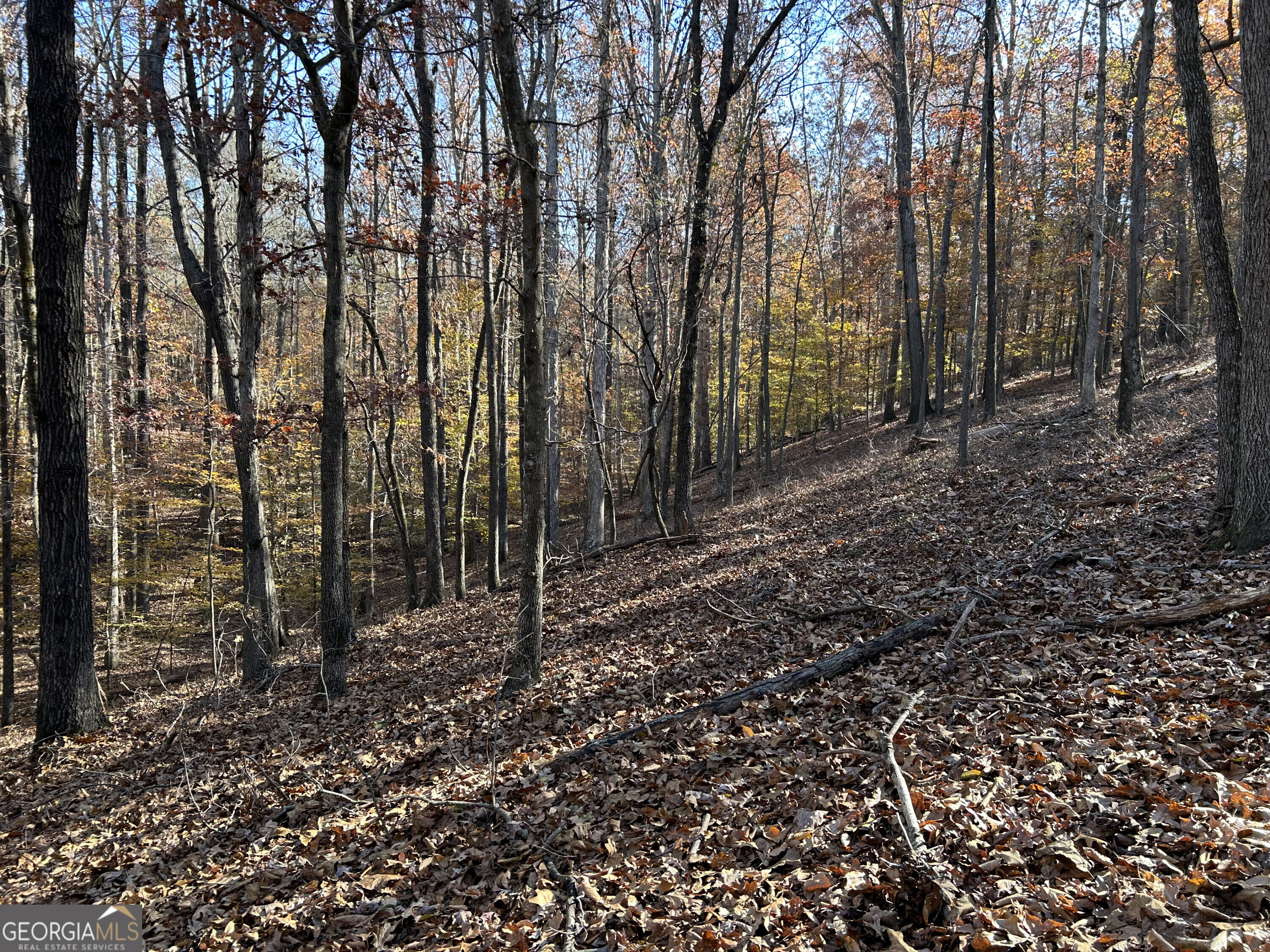 0 Dove Hill Road Royston, GA 30662 - Photo 9 of 19 a view of a forest with trees