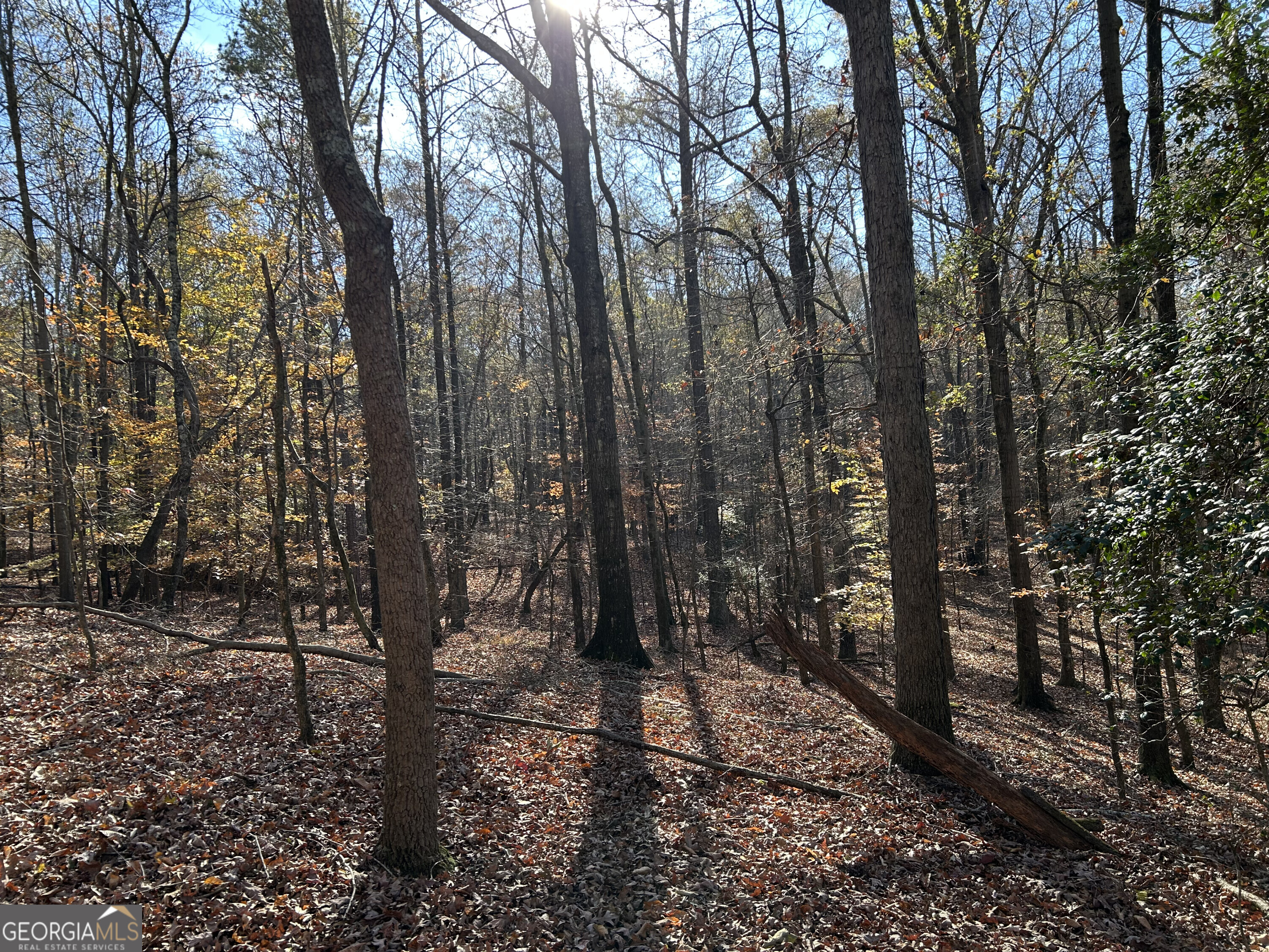 0 Dove Hill Road Royston, GA 30662 - Photo 10 of 19 a view of a forest with trees