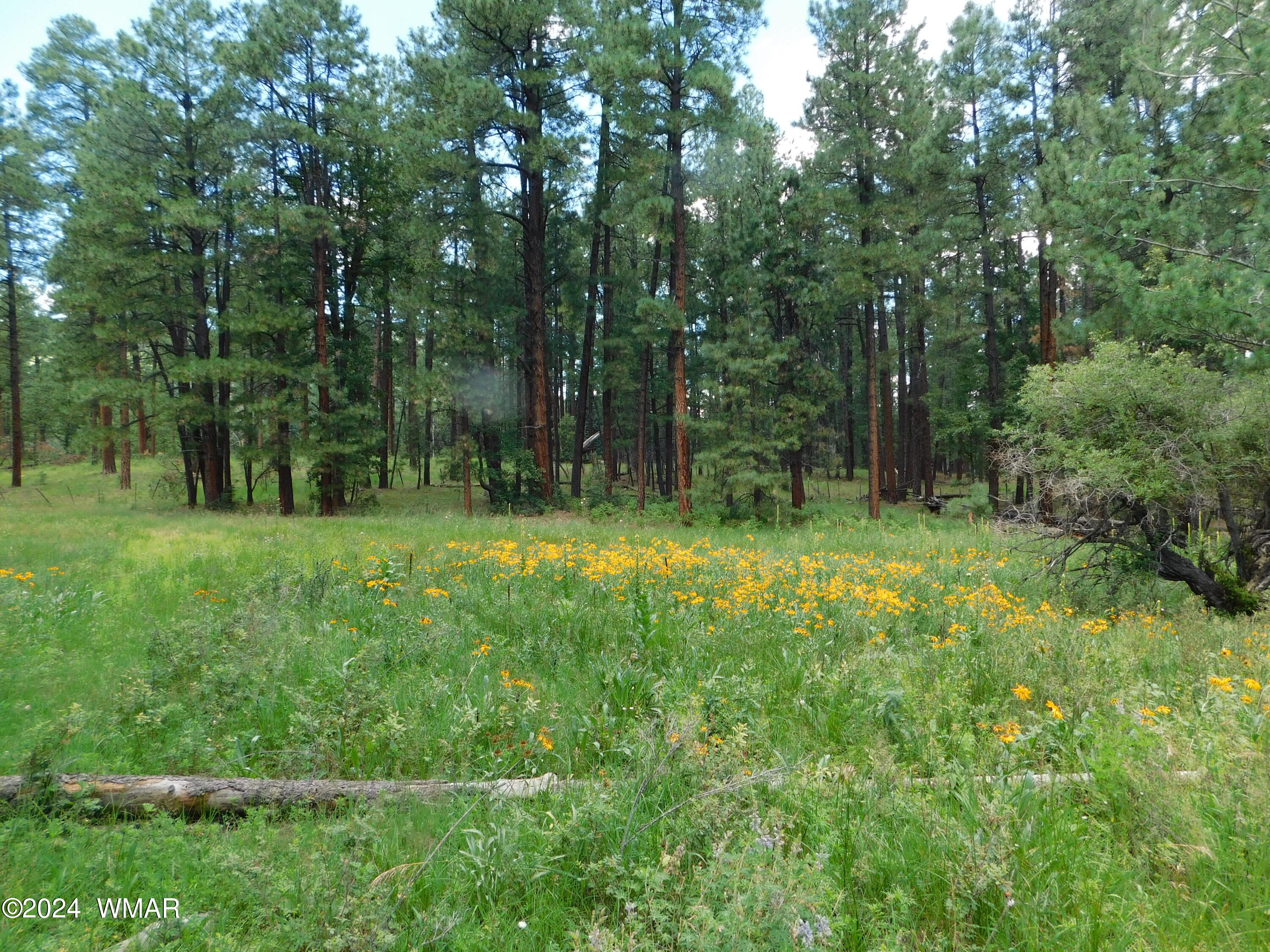 9 A N2266 Alpine, AZ 85920 - Photo 3 of 11 FLOWERS