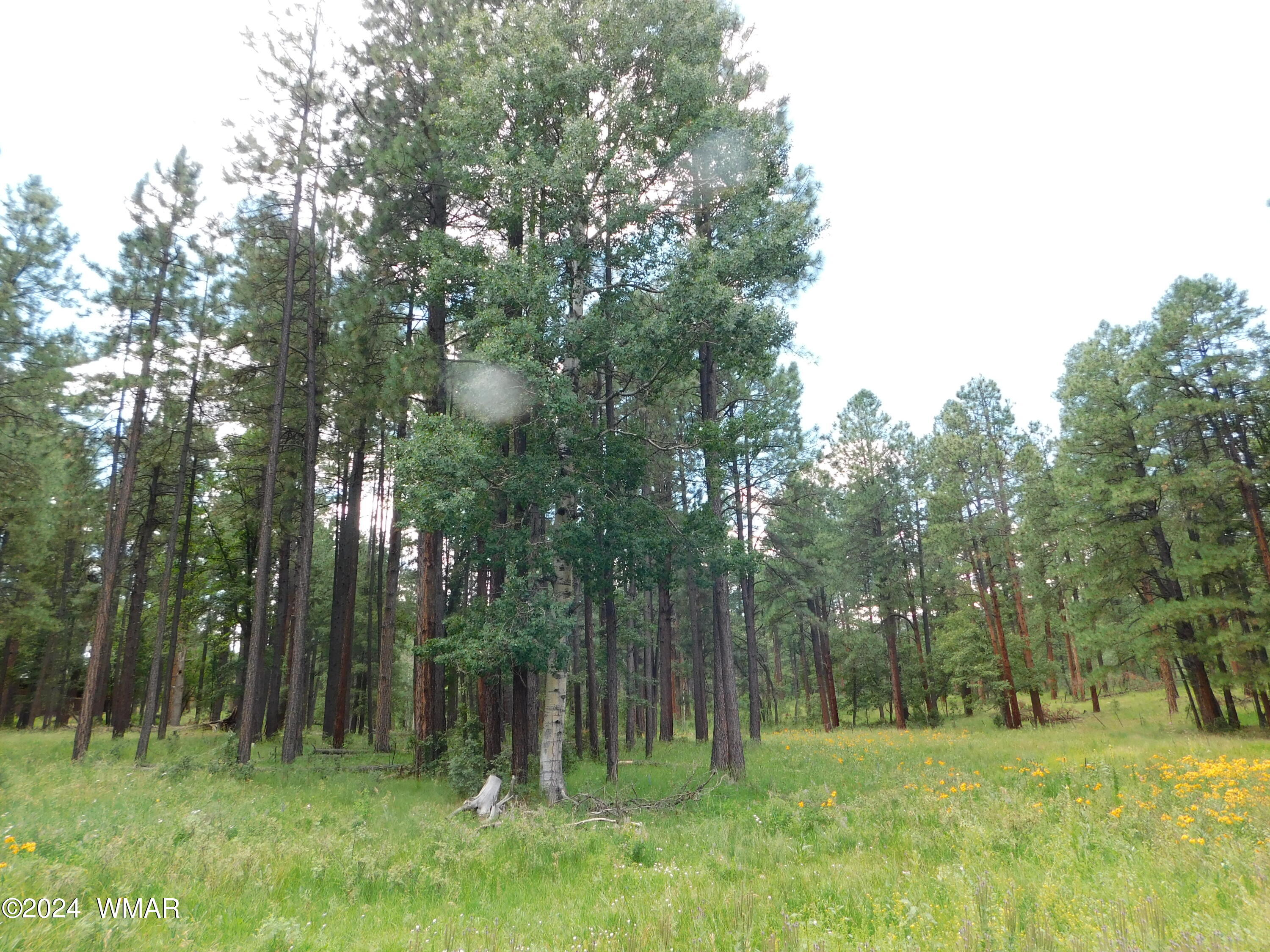 9 A N2266 Alpine, AZ 85920 - Photo 4 of 11 PINES