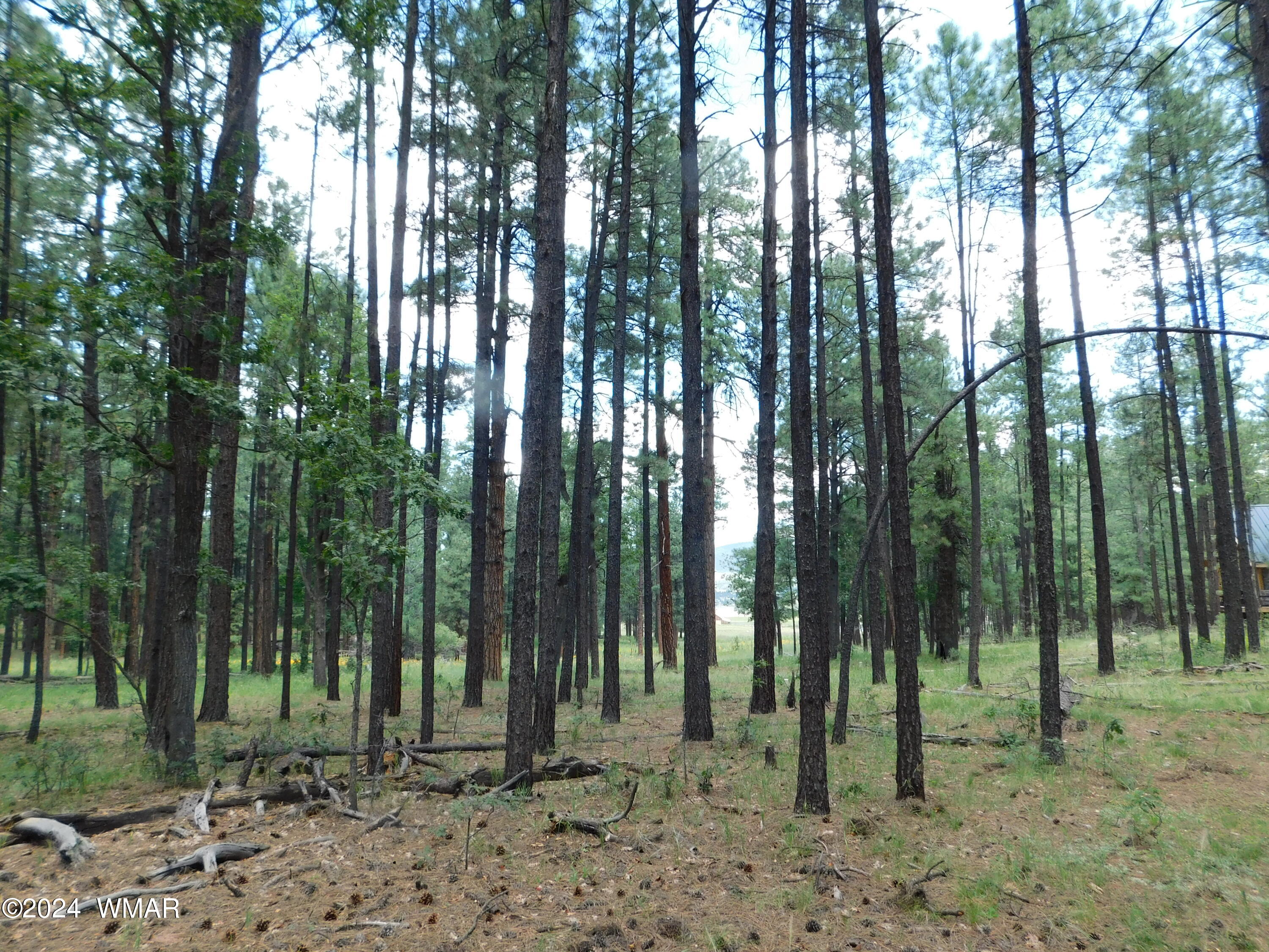 9 A N2266 Alpine, AZ 85920 - Photo 6 of 11 PINES 2