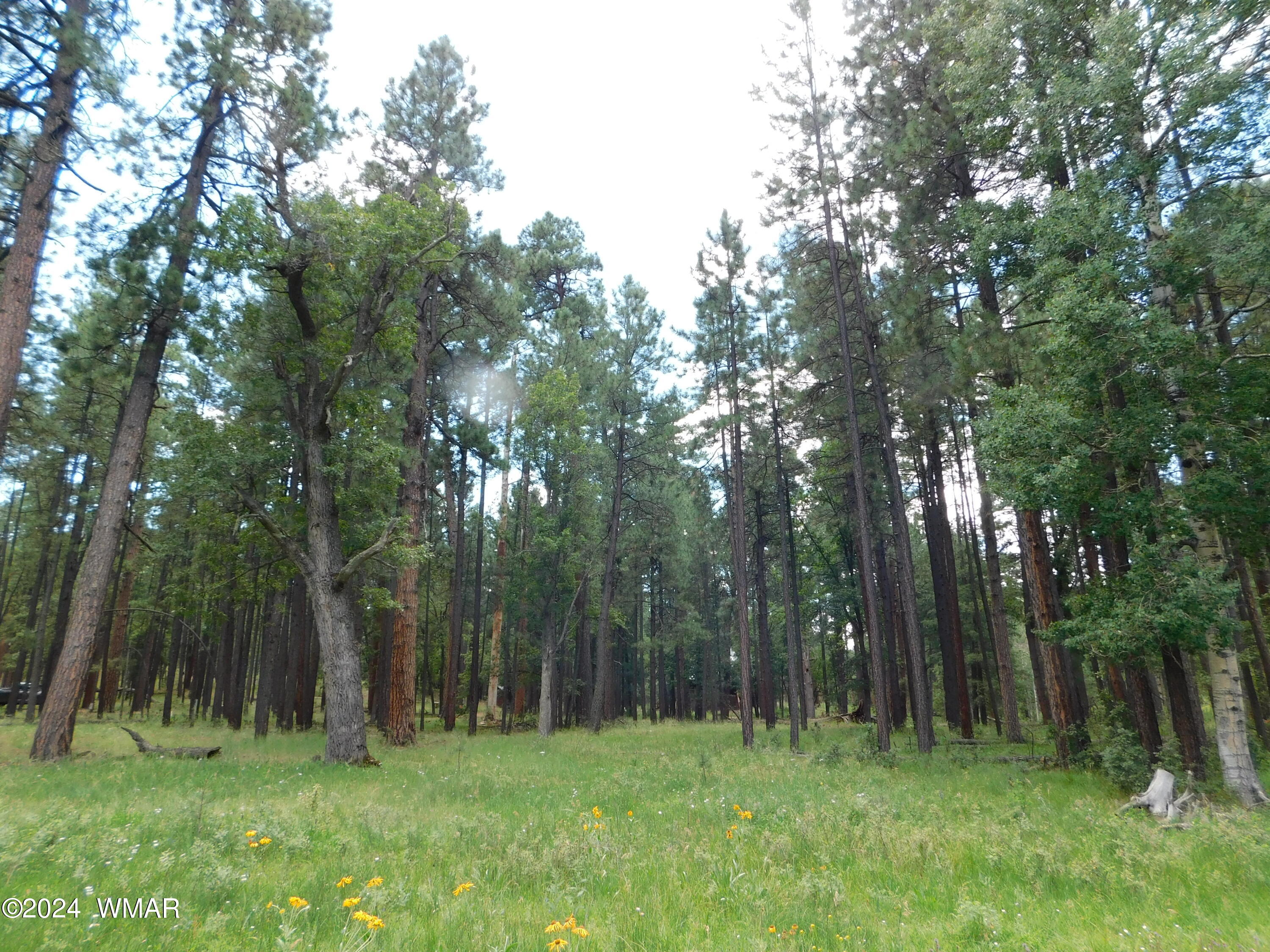 9 A N2266 Alpine, AZ 85920 - Photo 7 of 11 PINES 3