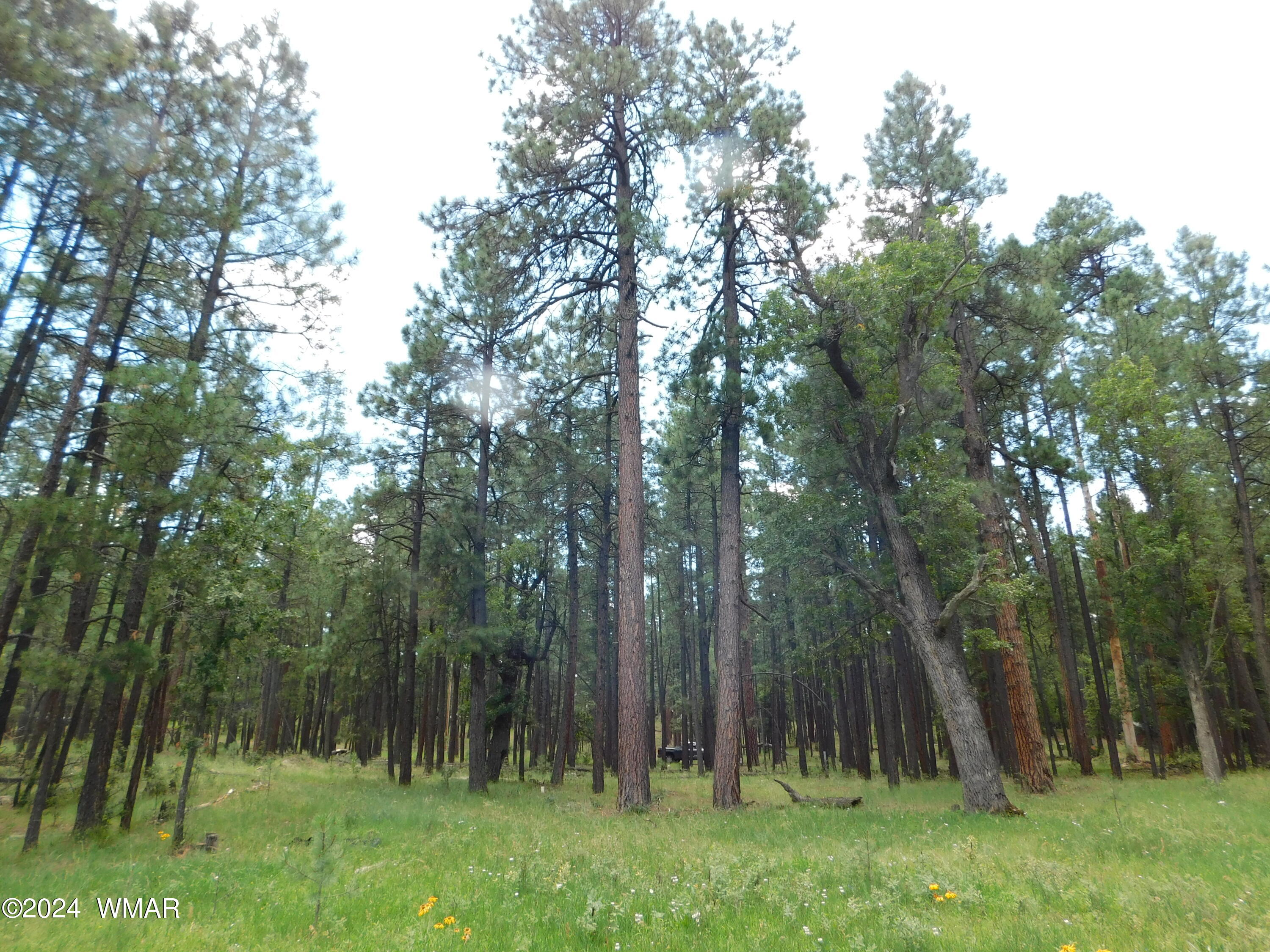 9 A N2266 Alpine, AZ 85920 - Photo 8 of 11 PINES 4