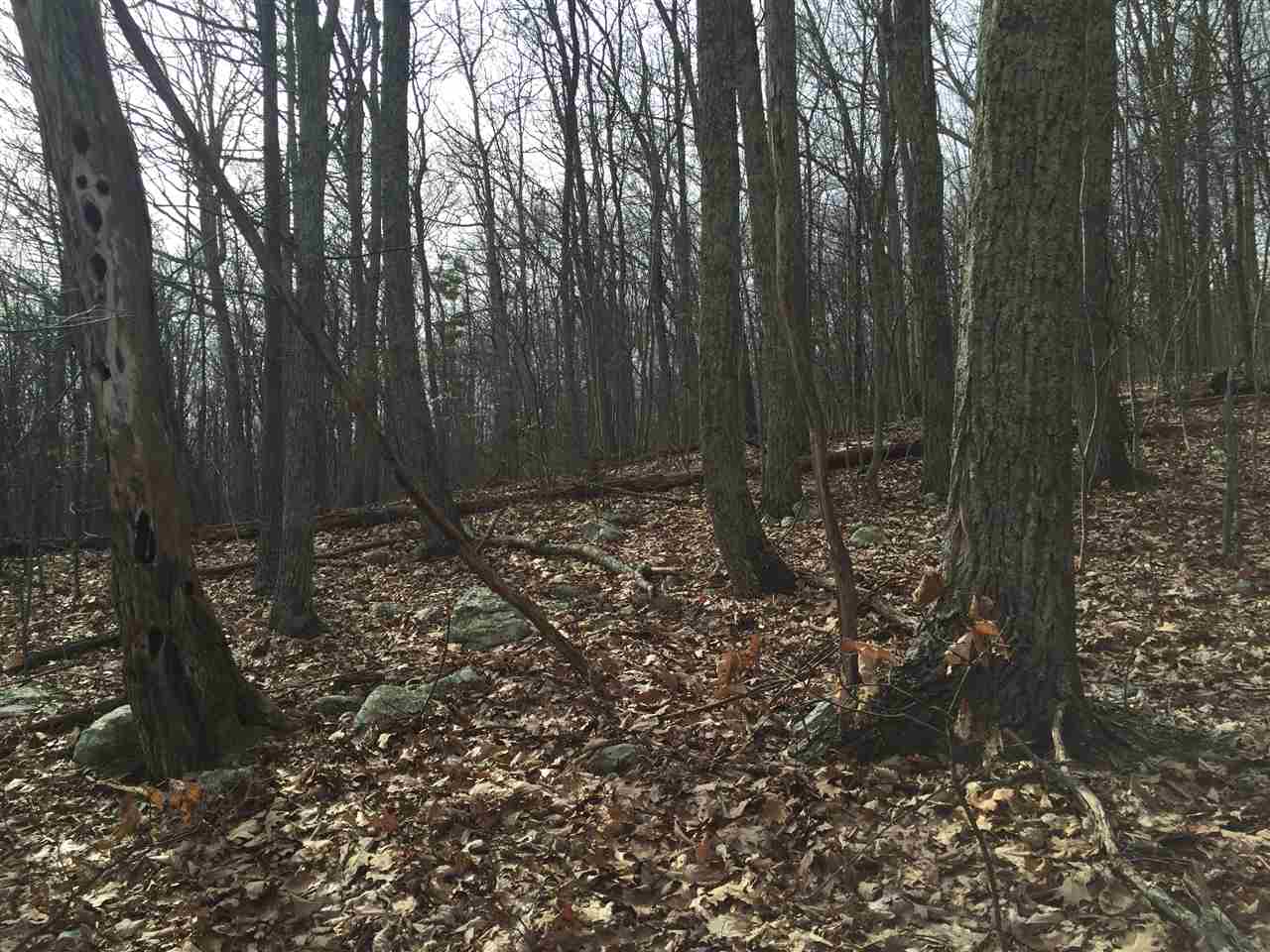 0 Risk Road Mount Jackson, VA 22842 - Photo 11 of 11 a view of outdoor space and covered with trees