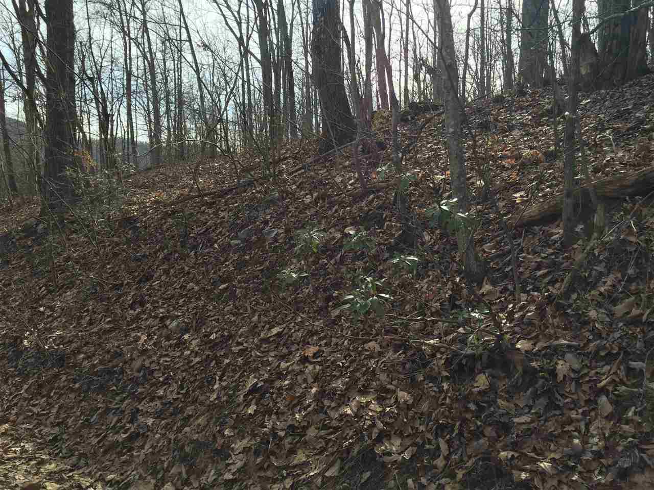 0 Risk Road Mount Jackson, VA 22842 - Photo 2 of 11 a view of forest