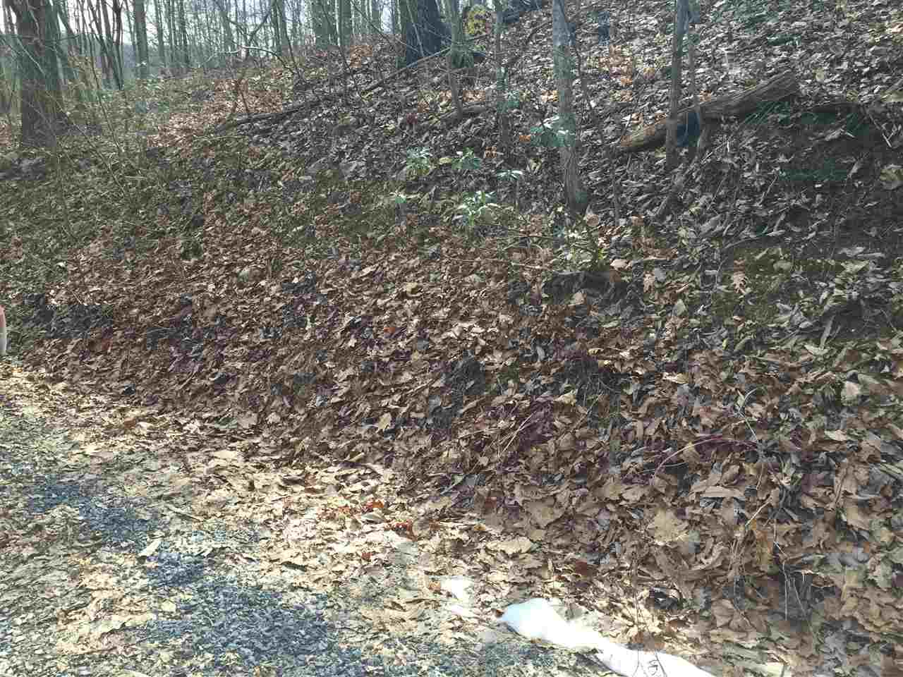 0 Risk Road Mount Jackson, VA 22842 - Photo 3 of 11 a view of a yard with a tree