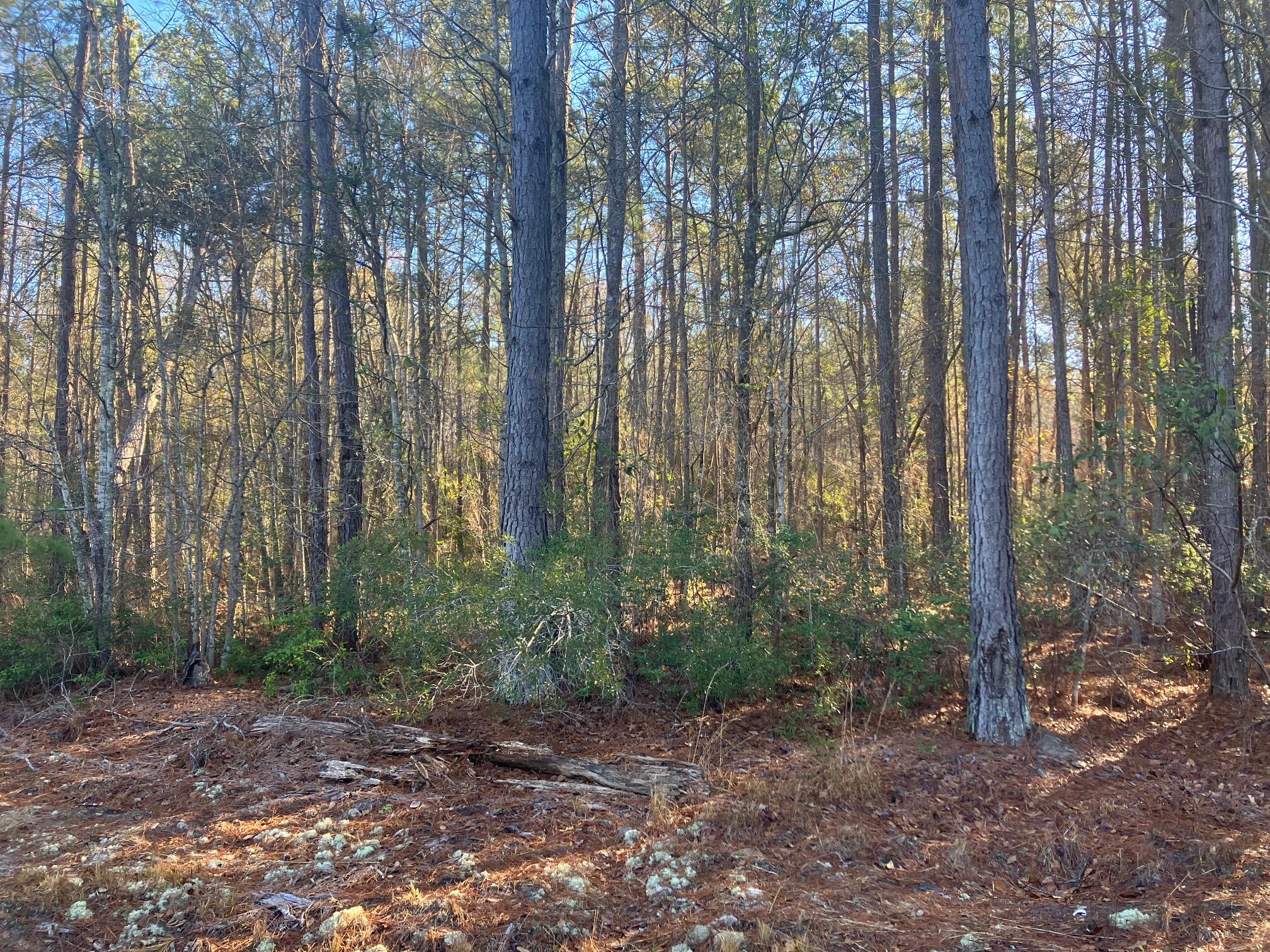 0 Pine Grove Road Ruffin, SC 29475 - Photo 3 of 7 Wooded Lot