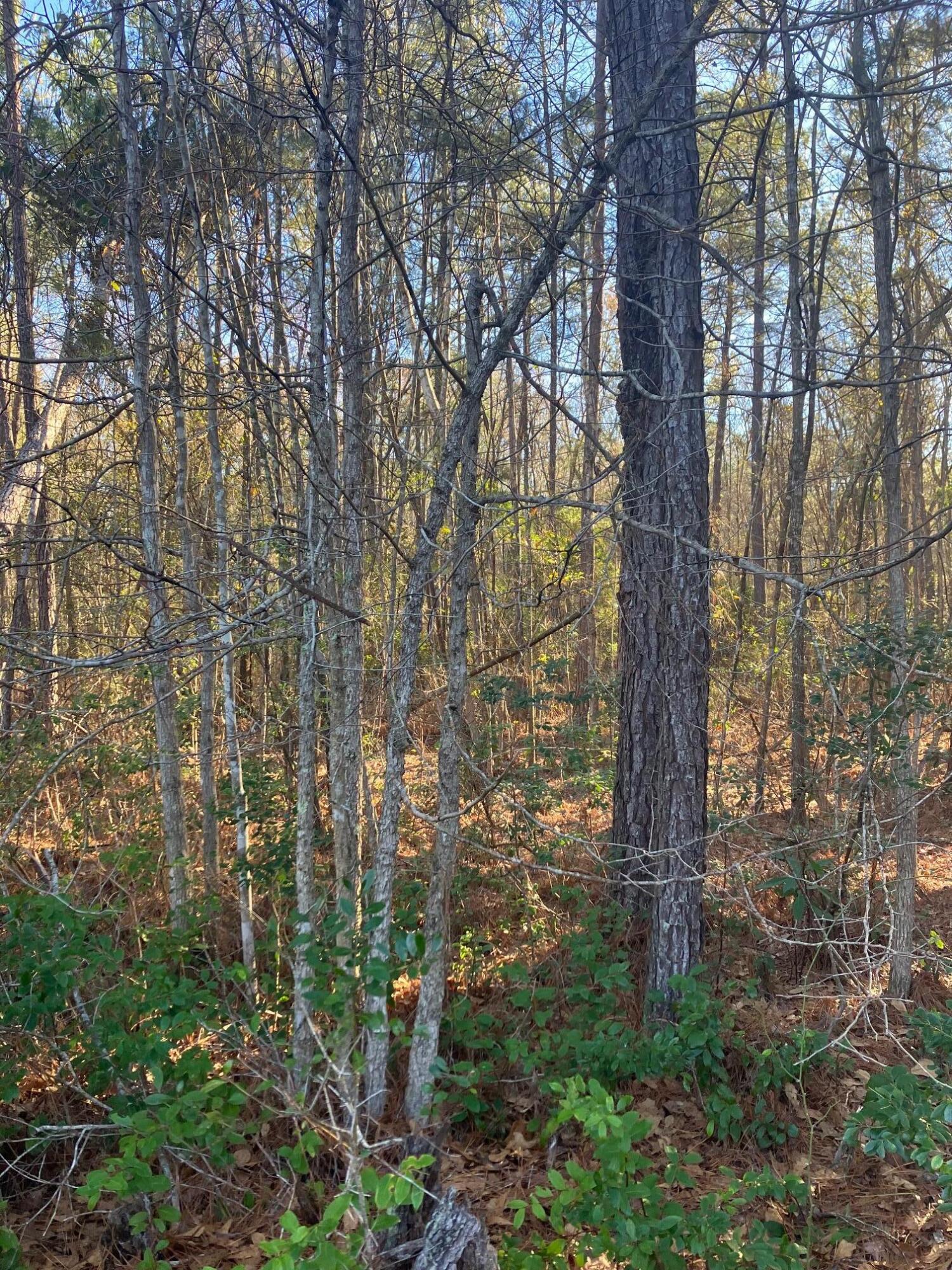 0 Pine Grove Road Ruffin, SC 29475 - Photo 4 of 7 Wooded Lot