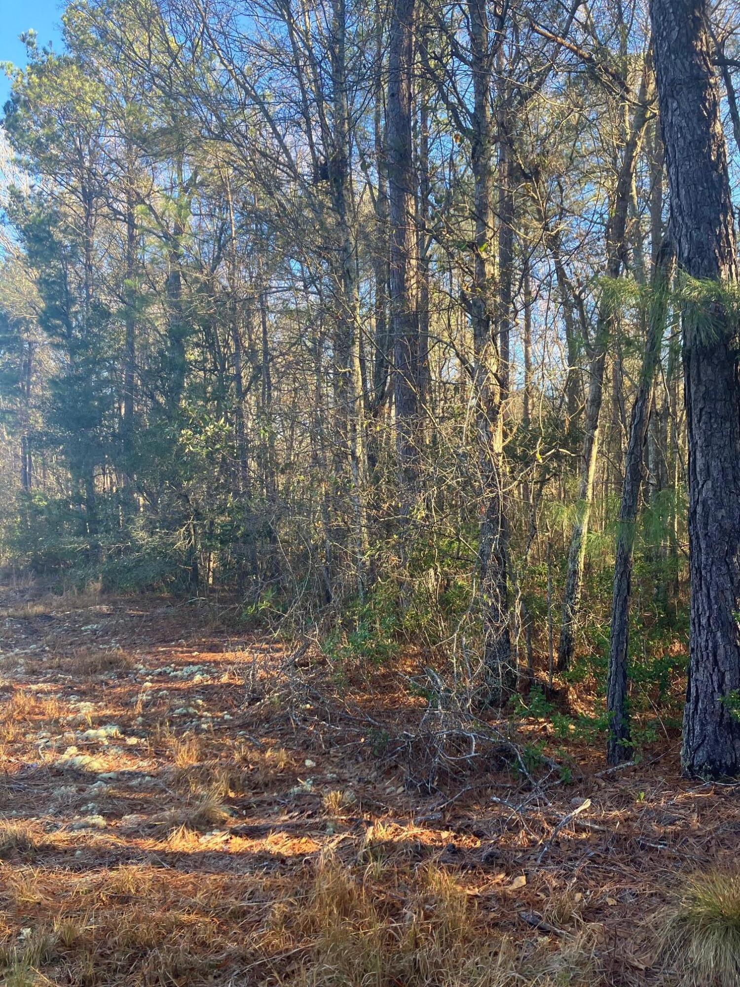 0 Pine Grove Road Ruffin, SC 29475 - Photo 5 of 7 IMG_3460