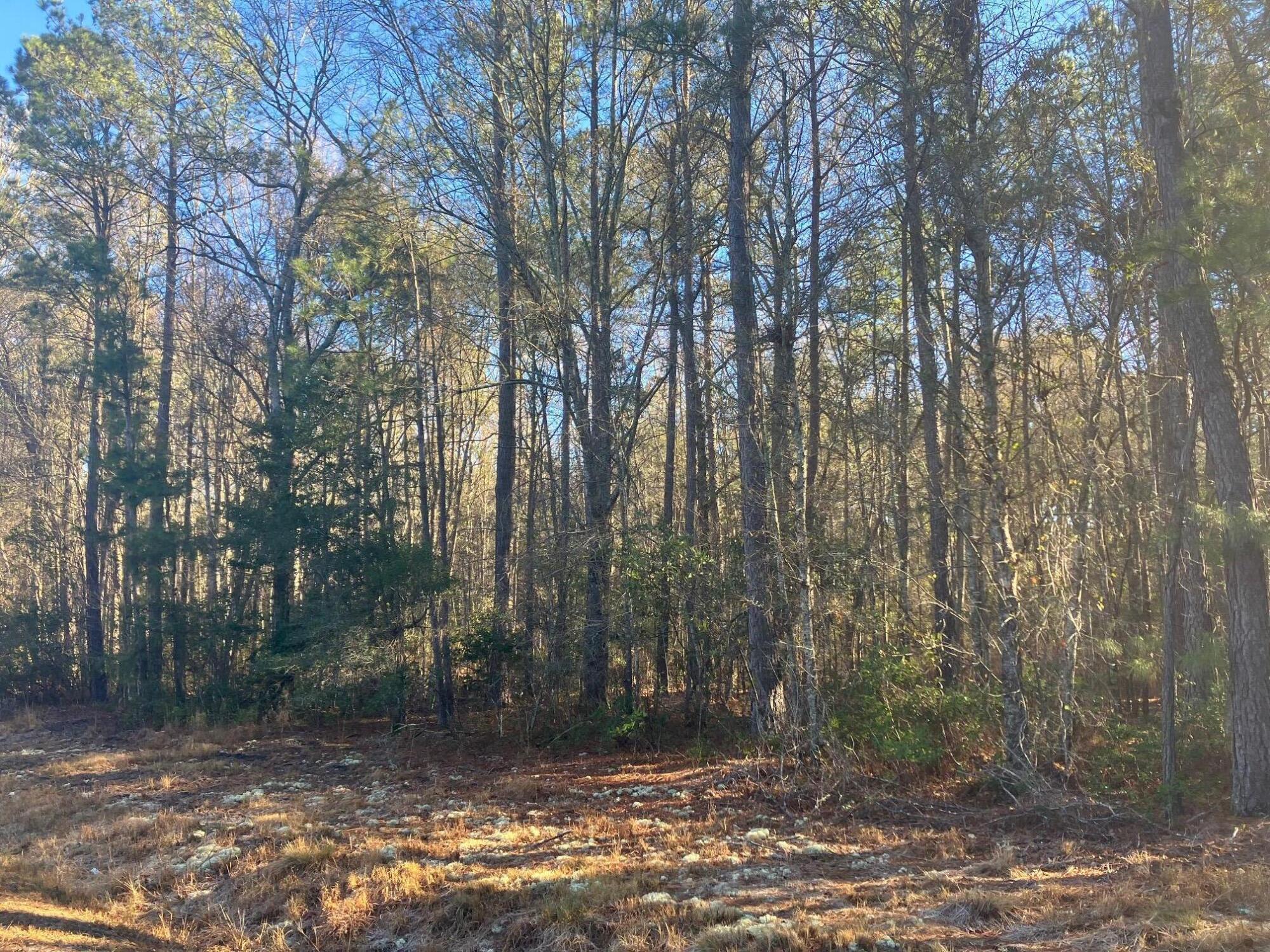 0 Pine Grove Road Ruffin, SC 29475 - Photo 6 of 7 IMG_3461