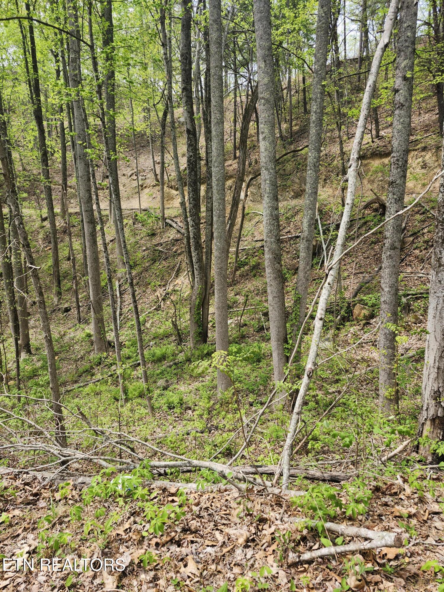 Lot 1 Hatcher Mtn Road Sevierville, TN 37862 - Photo 8 of 10 Image 08