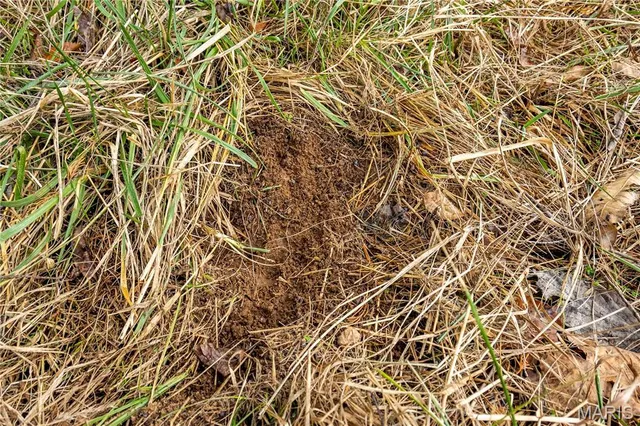 $1 | 26442 Highway 49, Lesterville, MO 63654