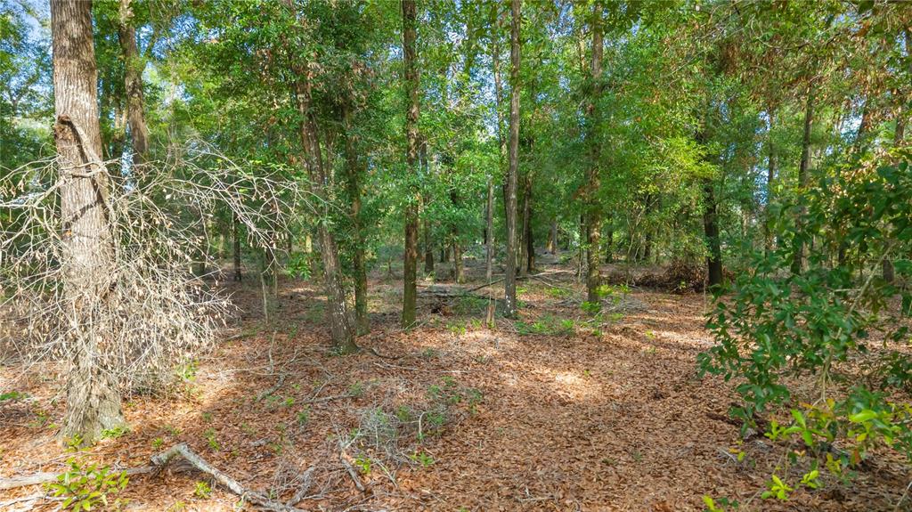 6679 Northwest 27th Place Bell, FL 32619 - Photo 9 of 55